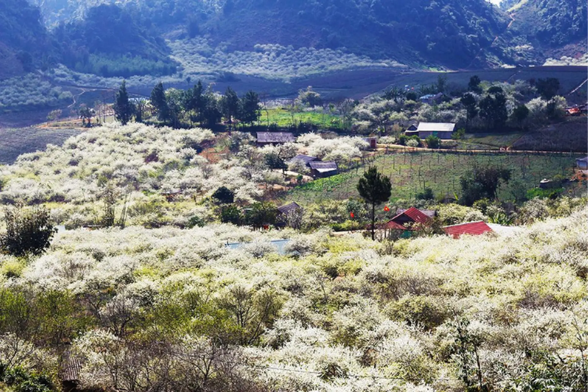 Mộc Châu có gì chơi? Khám phá top 5 địa điểm du lịch Mộc Châu đẹp quên lối về
