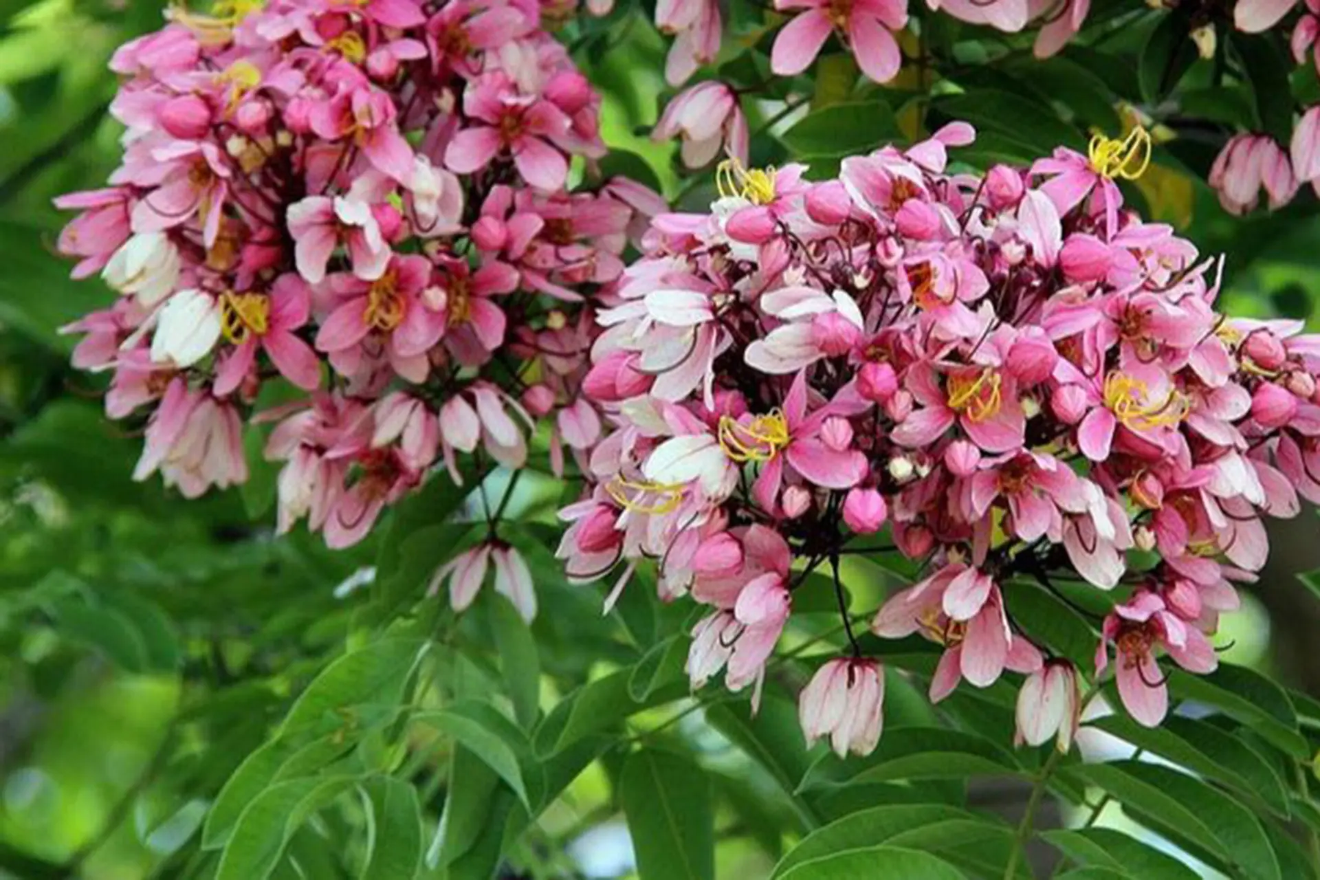 Muồng hoa đào: Nét đẹp rực rỡ và giá trị ứng dụng đa dạng trong đời sống đô thị hiện đại