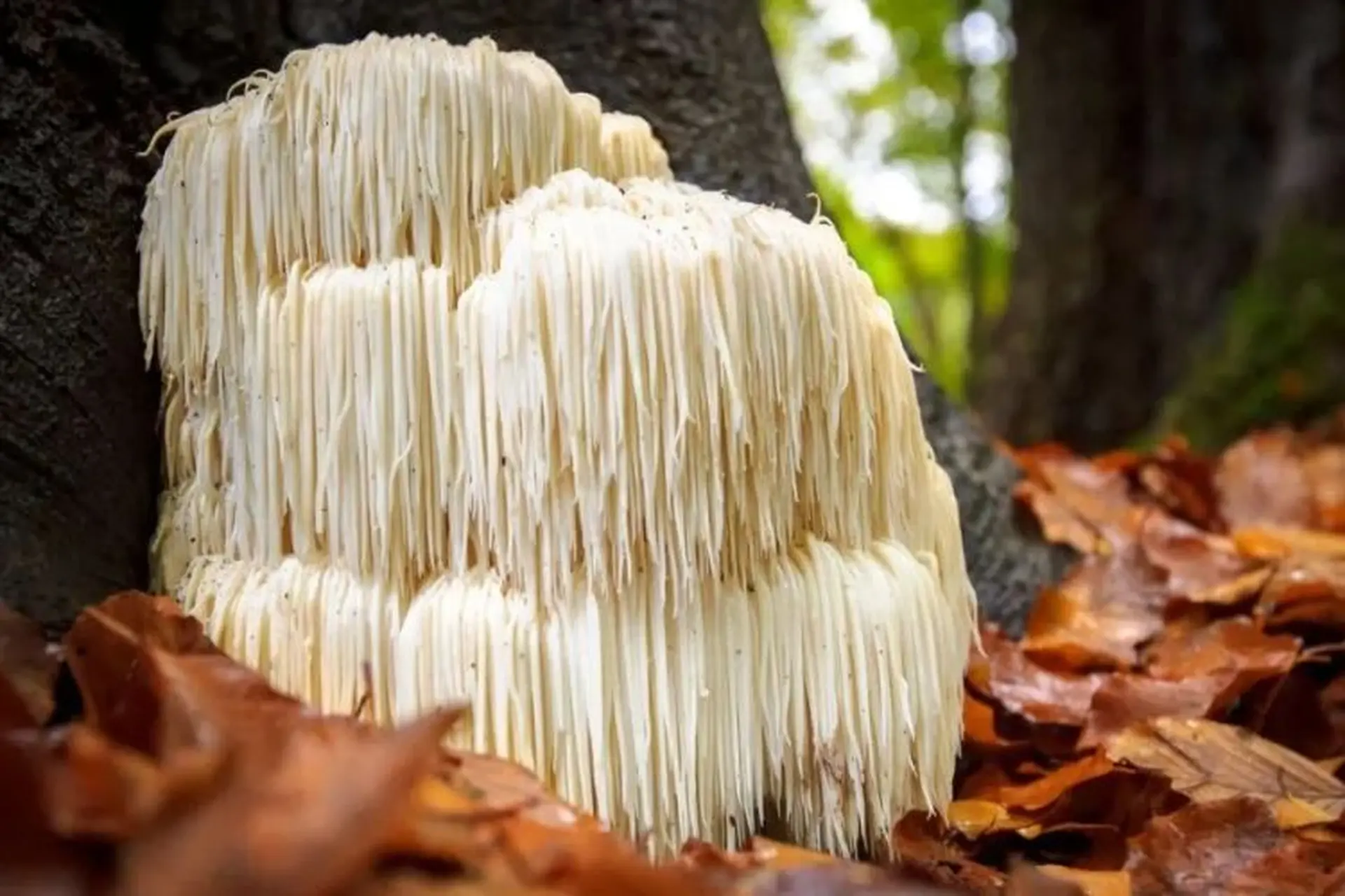 Nấm bờm sư tử là gì? Những lợi ích sức khỏe của nấm bờm sư tử và lưu ý khi sử dụng
