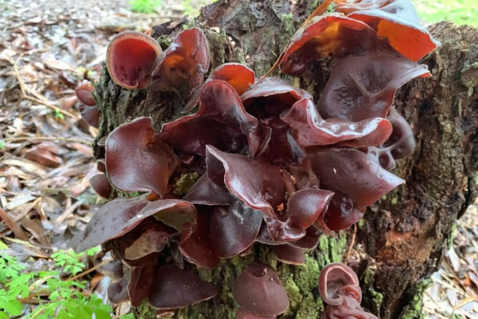 Khám phá nấm mèo là gì? Đặc điểm, công dụng nổi bật và các món ăn ngon từ nấm mèo 