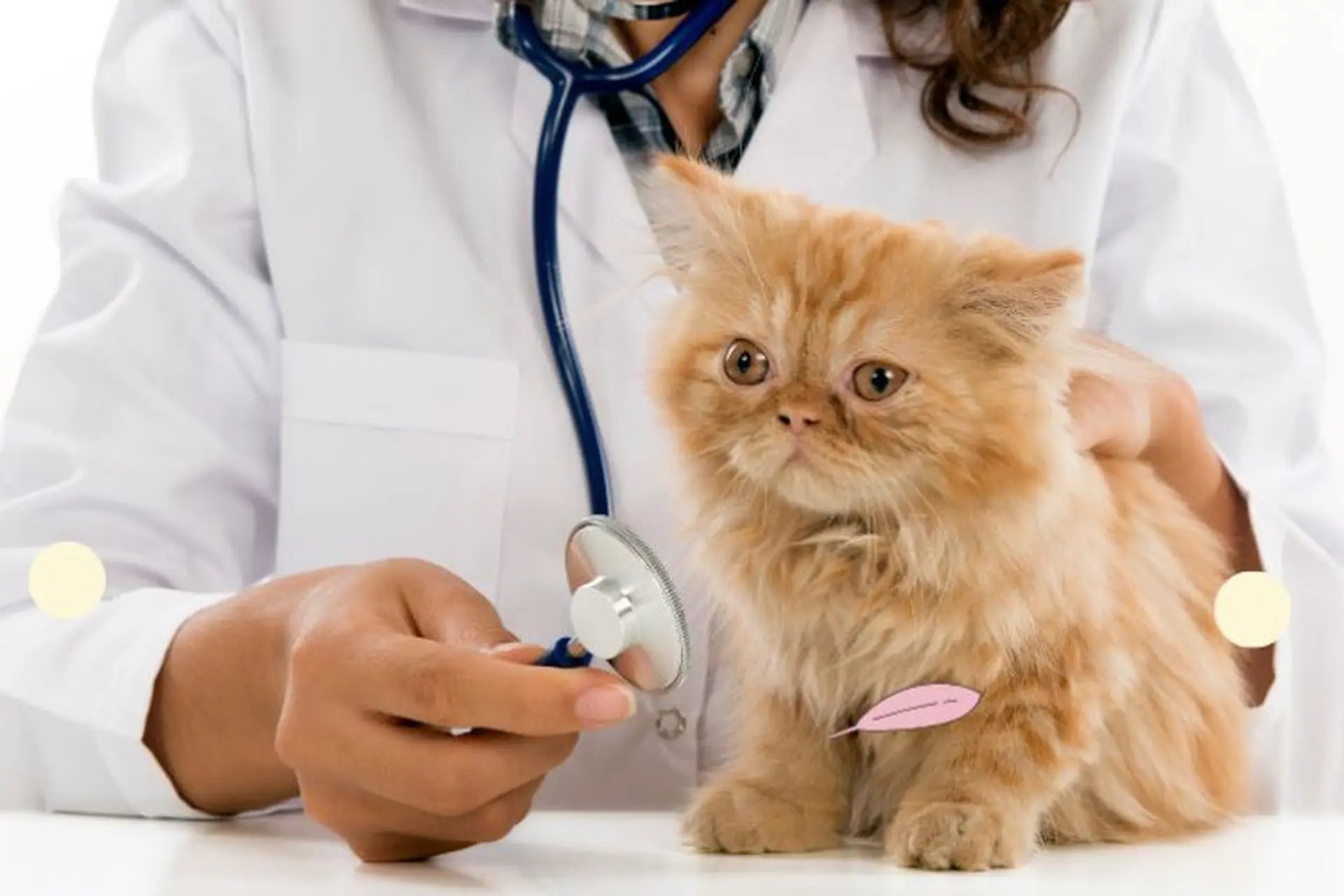 Ngành Thú y sẽ học những nội dung gì? Cơ hội việc làm ra sao? Người học cần có tố chất gì?