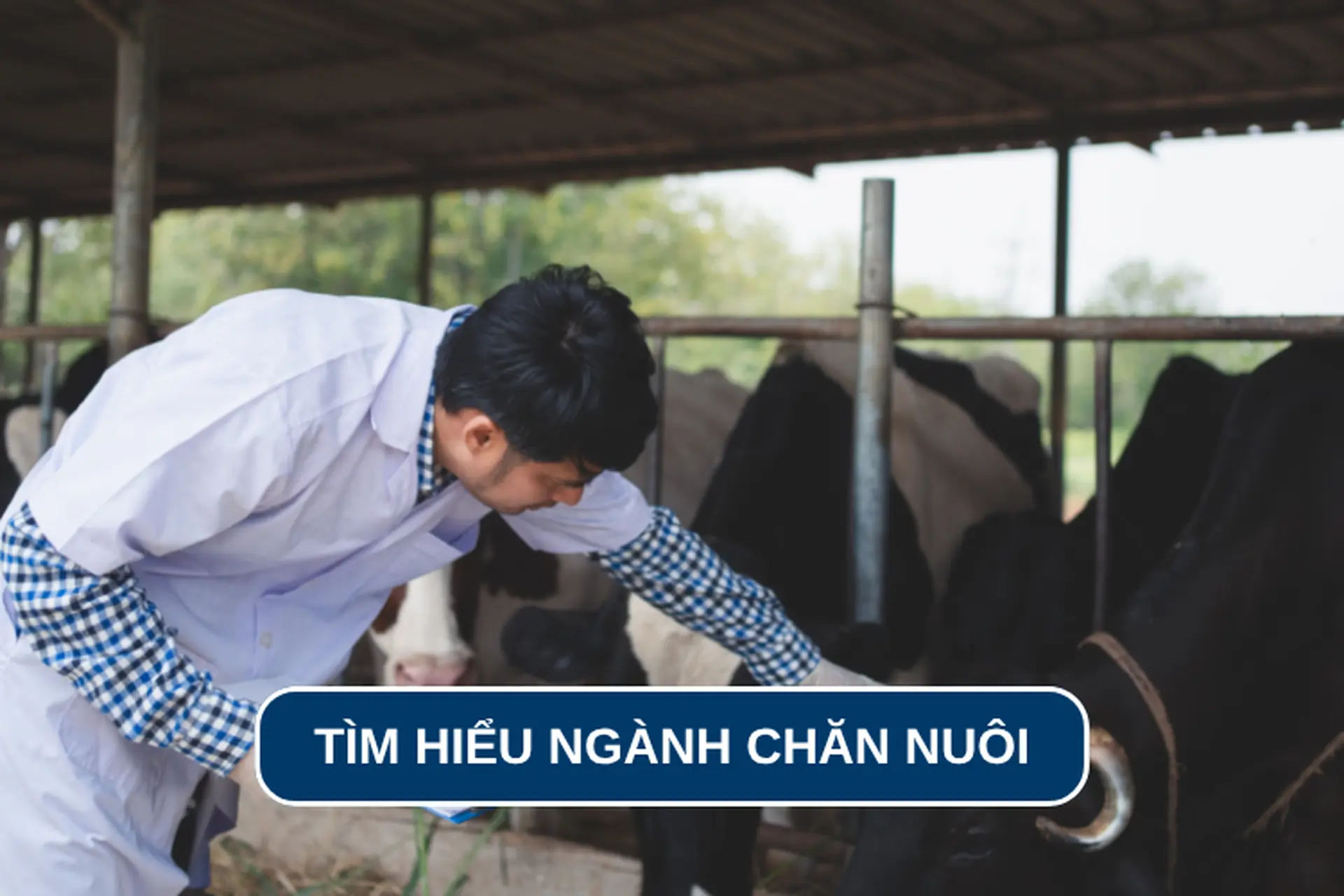 Ngành chăn nuôi học gì? Khám phá cơ hội nghề nghiệp và mức lương sau tốt nghiệp