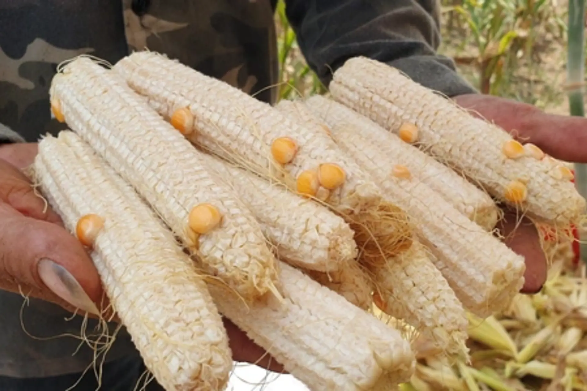 Ngô ít hạt là gì? Hiện tượng mạng xã hội khiến dân tình “cười ra nước mắt”