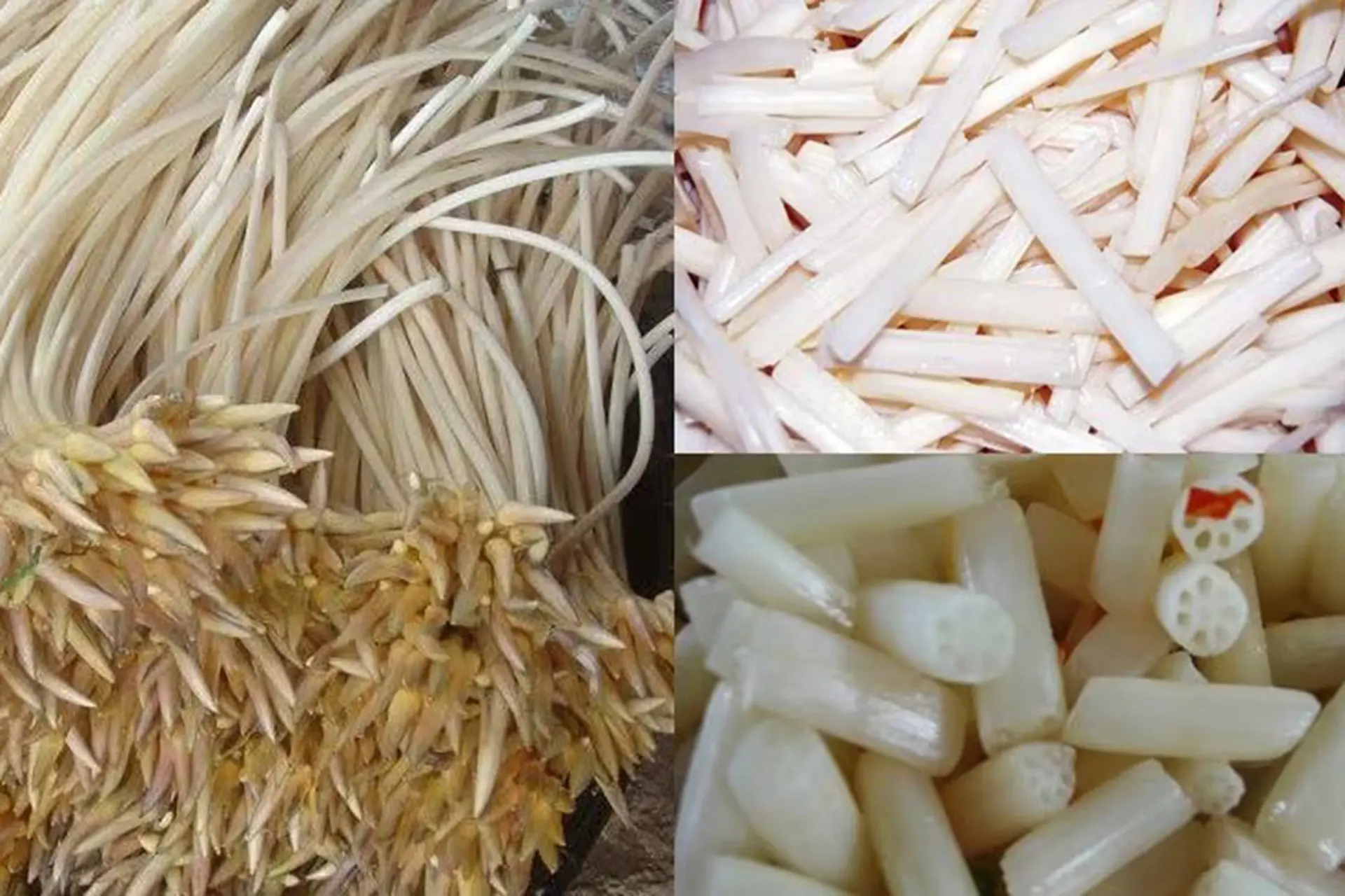 Ngó sen là phần nào? Cách chế biến món ngon từ ngó sen đơn giản tại nhà