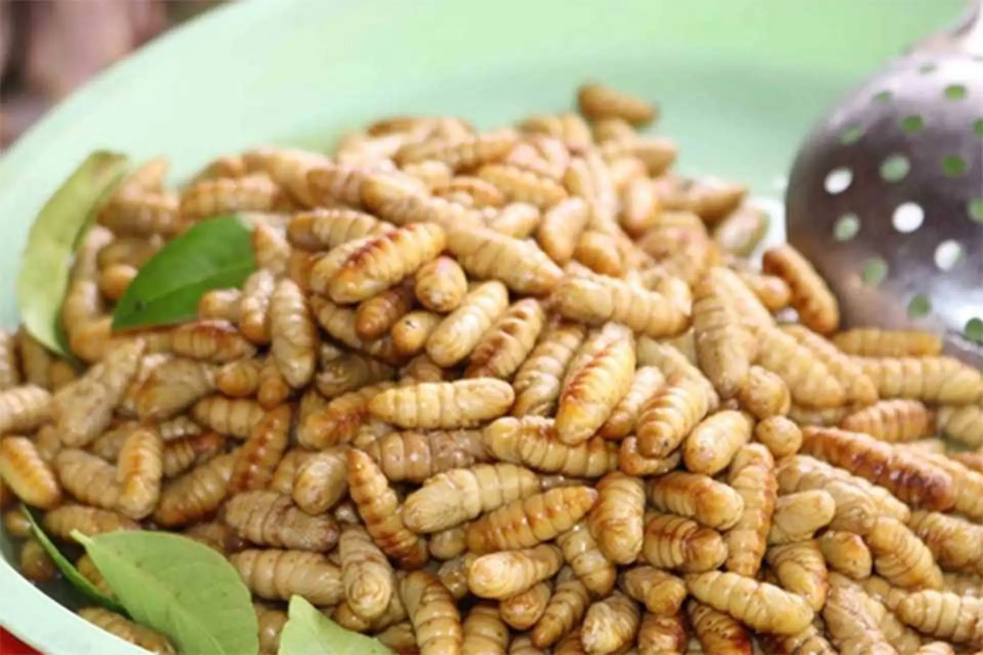 Ăn nhộng ong có tốt không? Giá trị dinh dưỡng và tác dụng của nhộng ong