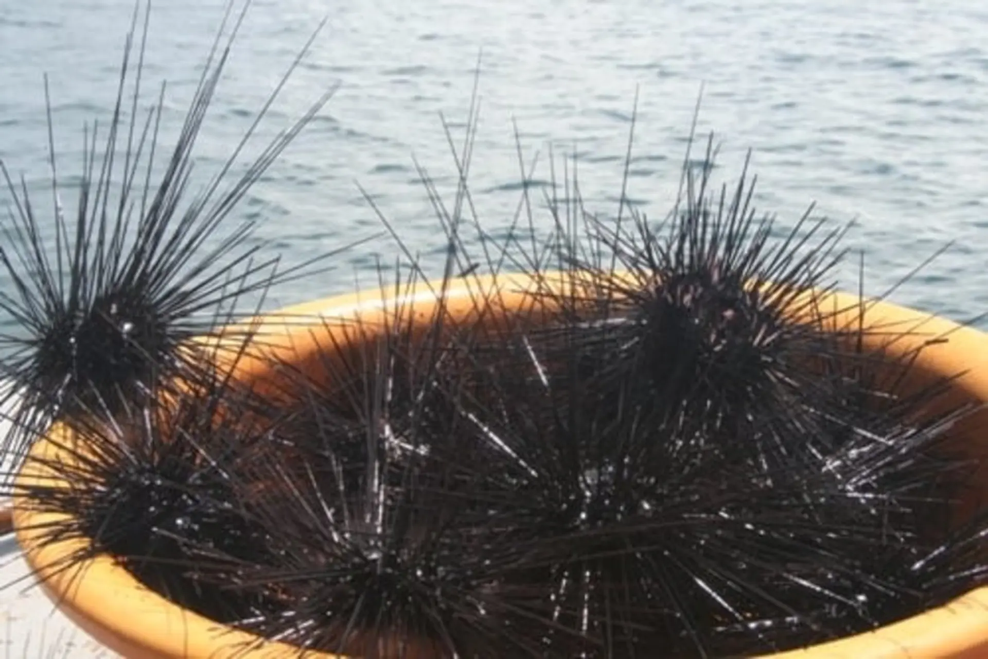 Nhum biển là gì? Hàm lượng dinh dưỡng và những món ăn hấp dẫn chế biến từ nhum bạn không nên bỏ qua