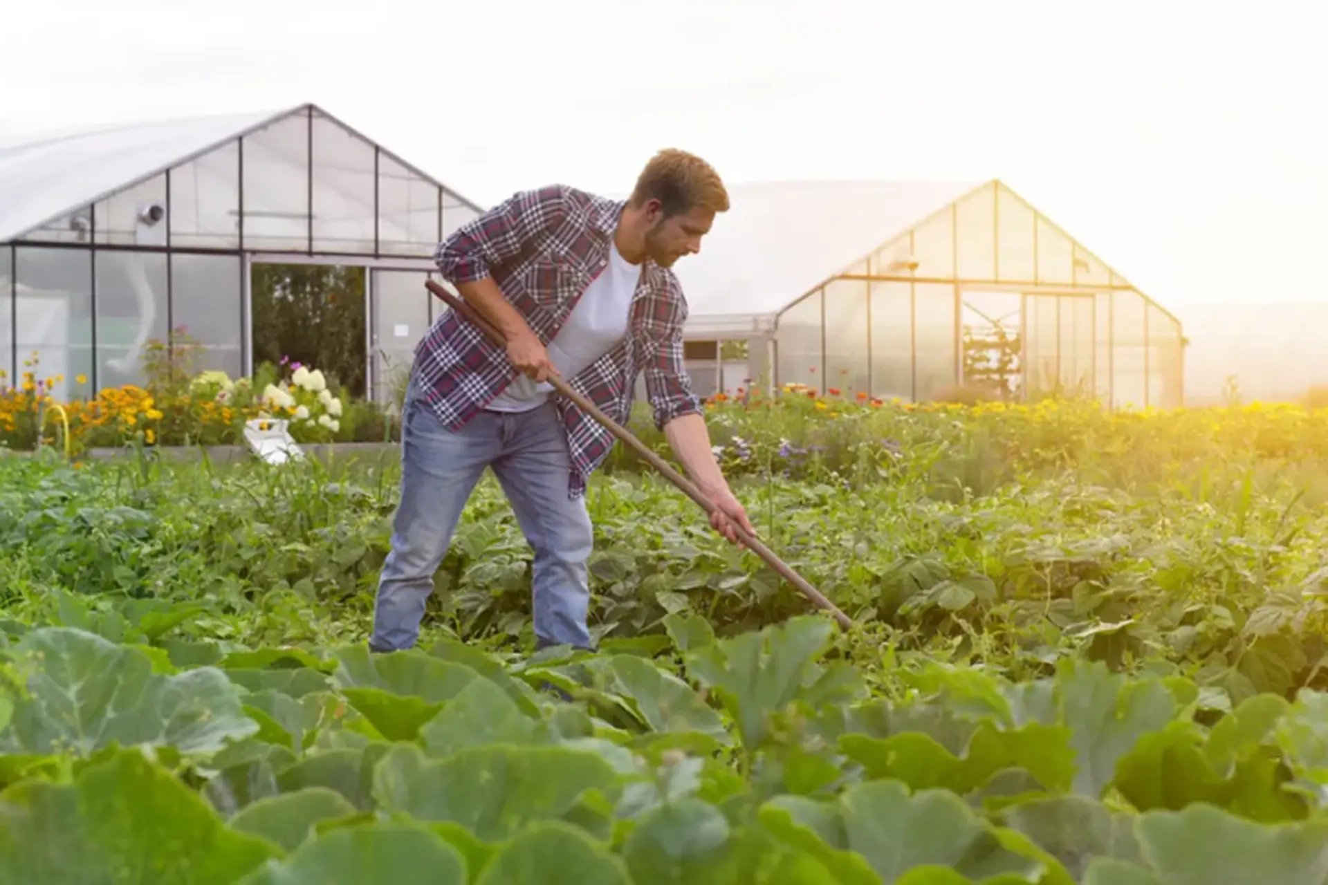 Khám phá những loại rau củ không có thuốc trừ sâu, an toàn cho sức khỏe của bạn