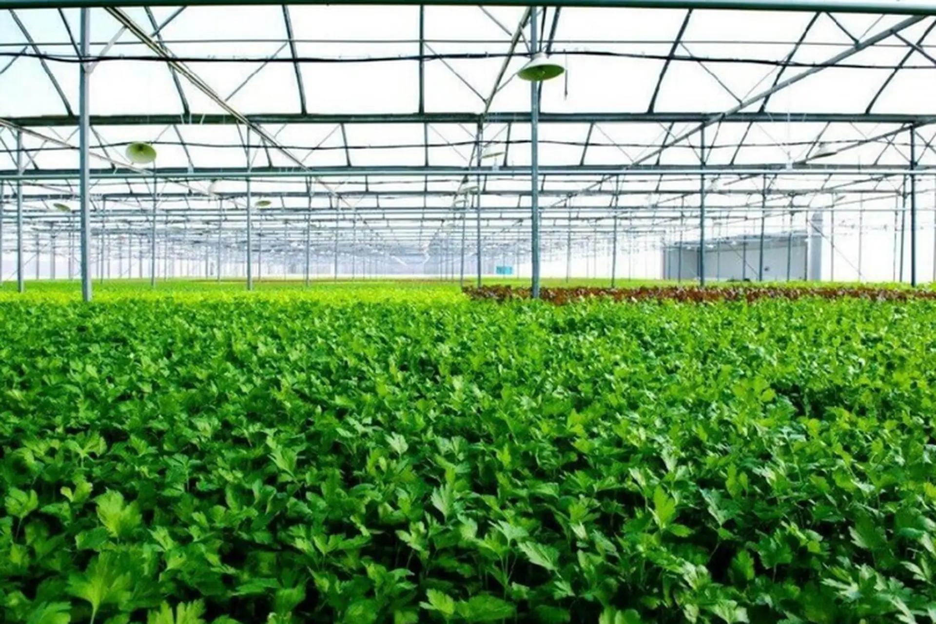 Tìm hiểu nông nghiệp xanh là gì? Tầm quan trọng của nông nghiệp xanh cho một tương lai bền vững