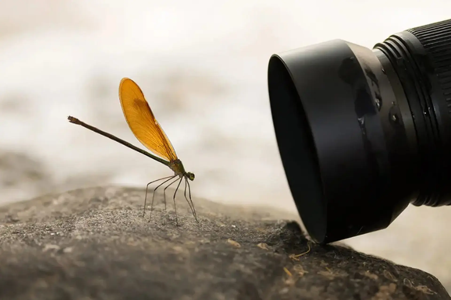 Ống kính macro là gì? Có bao nhiêu loại? Tìm hiểu về đặc điểm và những lưu ý cần biết khi chụp cận cảnh