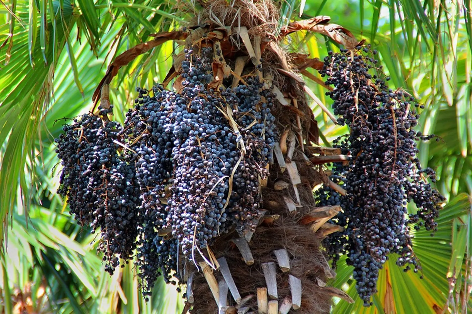 Quả acai là gì? Khám phá tác dụng tuyệt vời của quả acai đối với sức khỏe và sắc đẹp