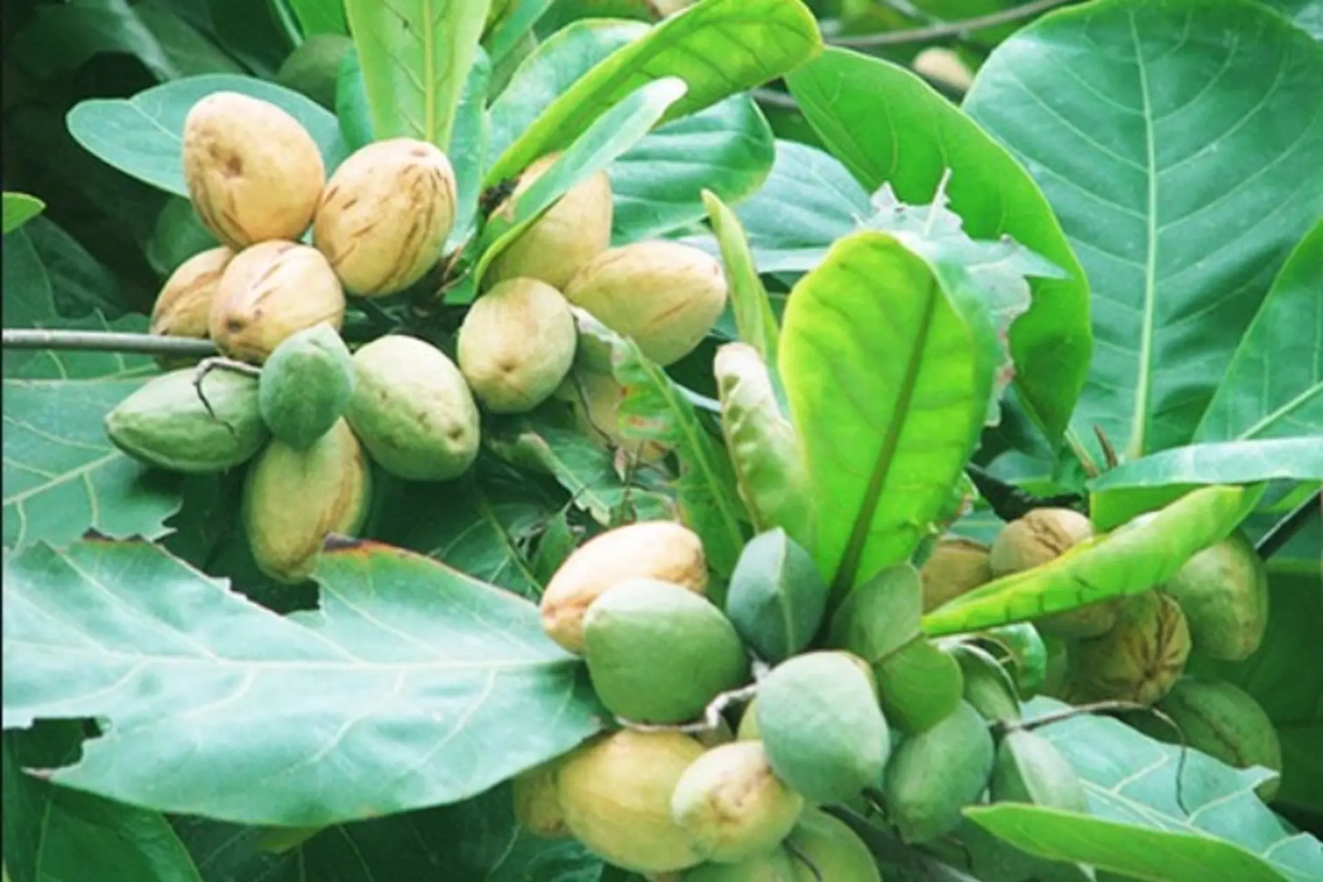 Quả bàng: Đặc điểm và những lợi ích to lớn cho sức khỏe không phải ai cũng biết
