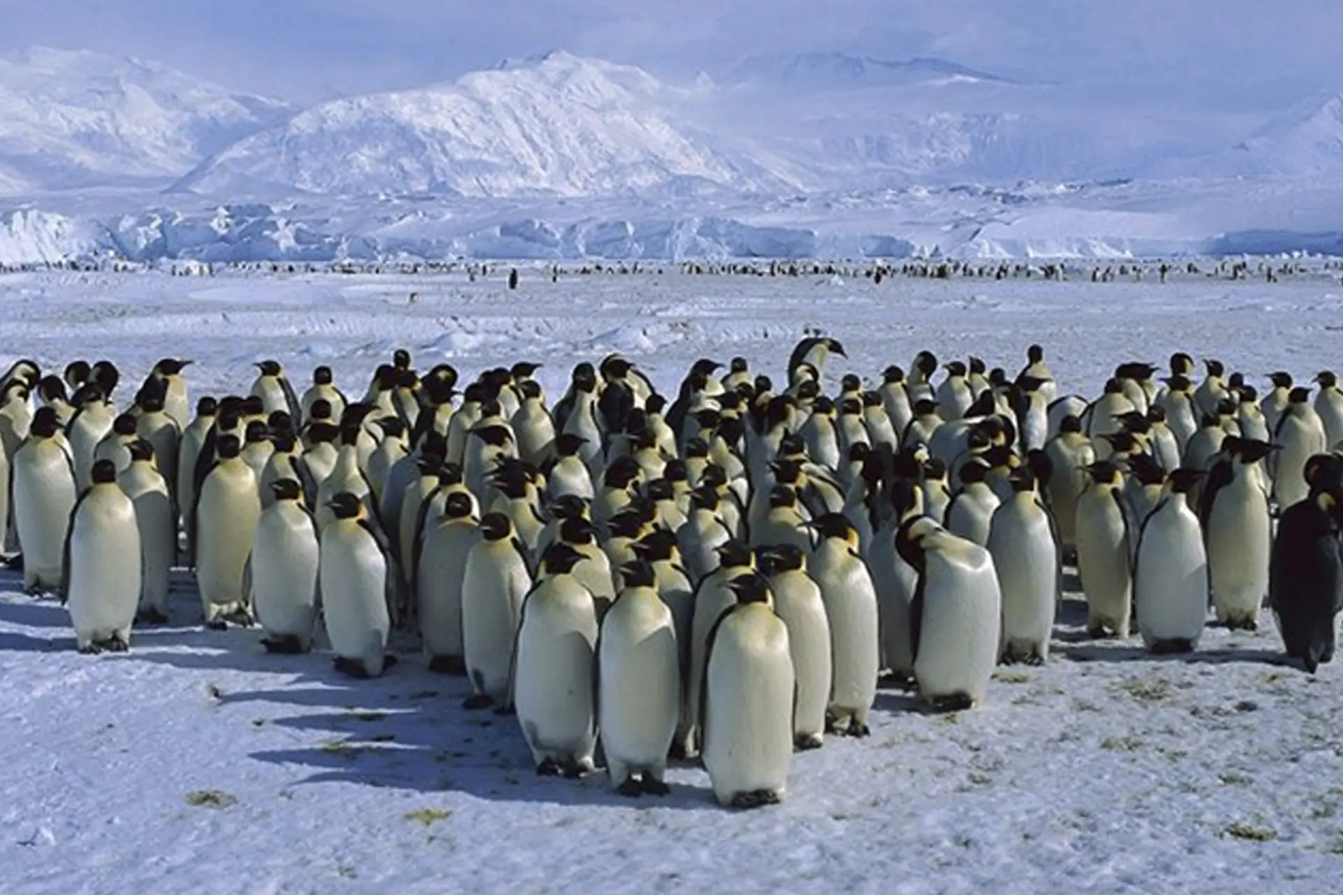 Quần thể sinh vật là gì? Tìm hiểu rõ cấu trúc, đặc điểm và vai trò sinh thái