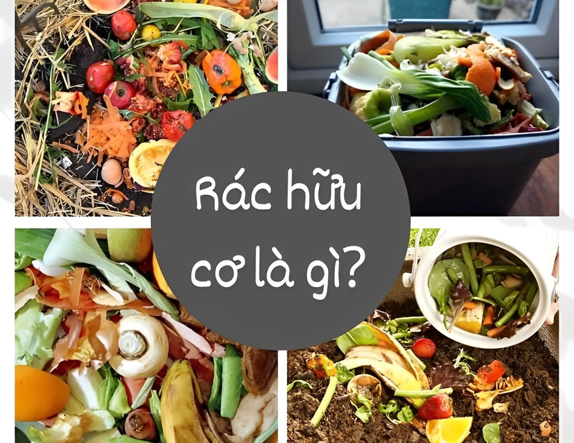 Rác hữu cơ là gì? Hướng dẫn phân loại và xử lý rác hữu cơ hiệu quả cho mọi gia đình