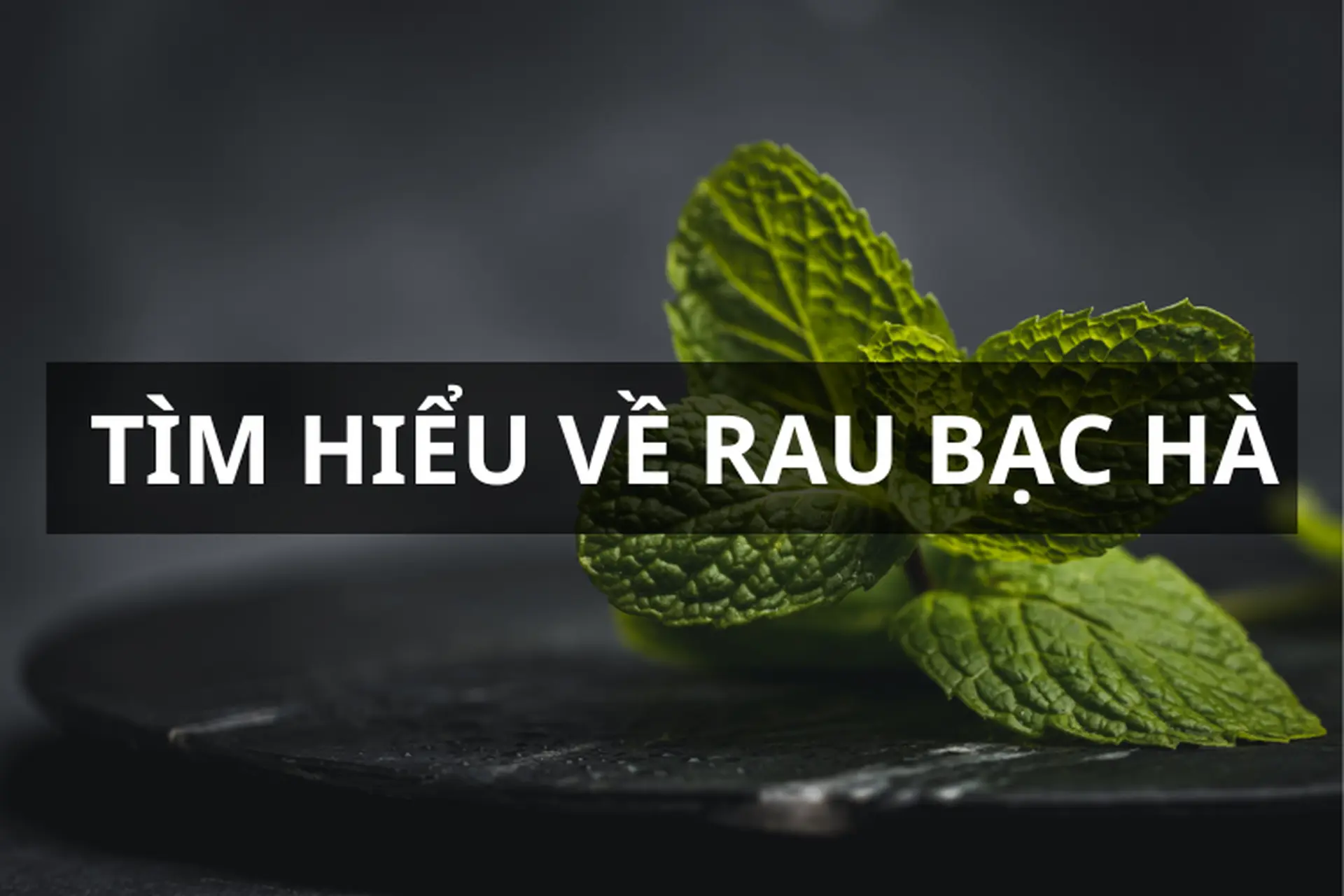 Rau bạc hà là gì? Những lợi ích cho sức khoẻ và các công thức ẩm thực từ rau bạc hà