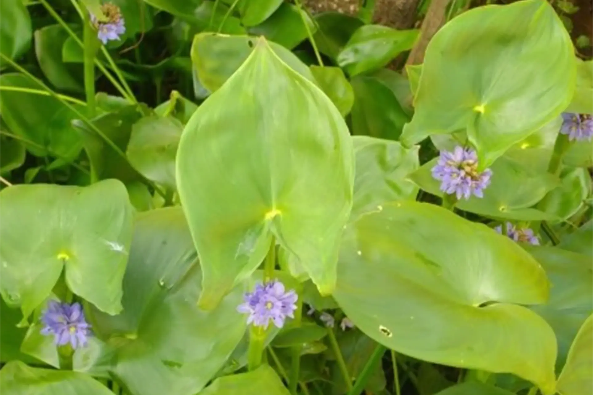 Rau mác là gì? Đặc điểm sinh thái thành phần dinh dưỡng và công dụng đối với sức khỏe