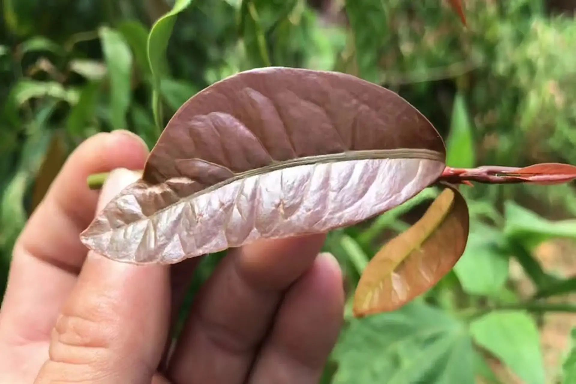 Rau nhíp – Đặc sản núi rừng Tây Nguyên với hương vị dân dã, giá trị dinh dưỡng và những món ăn hấp dẫn