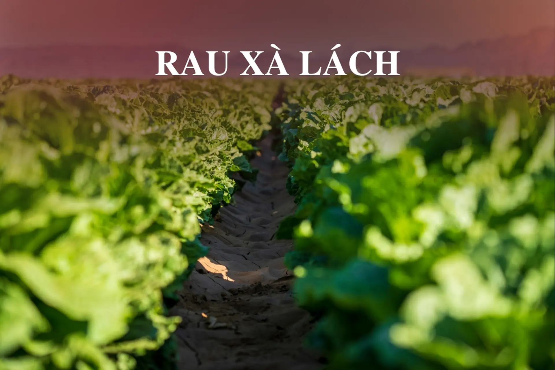 Rau xà lách: Từ A-Z về công dụng và cách phân biệt các loại xà lách phổ biến