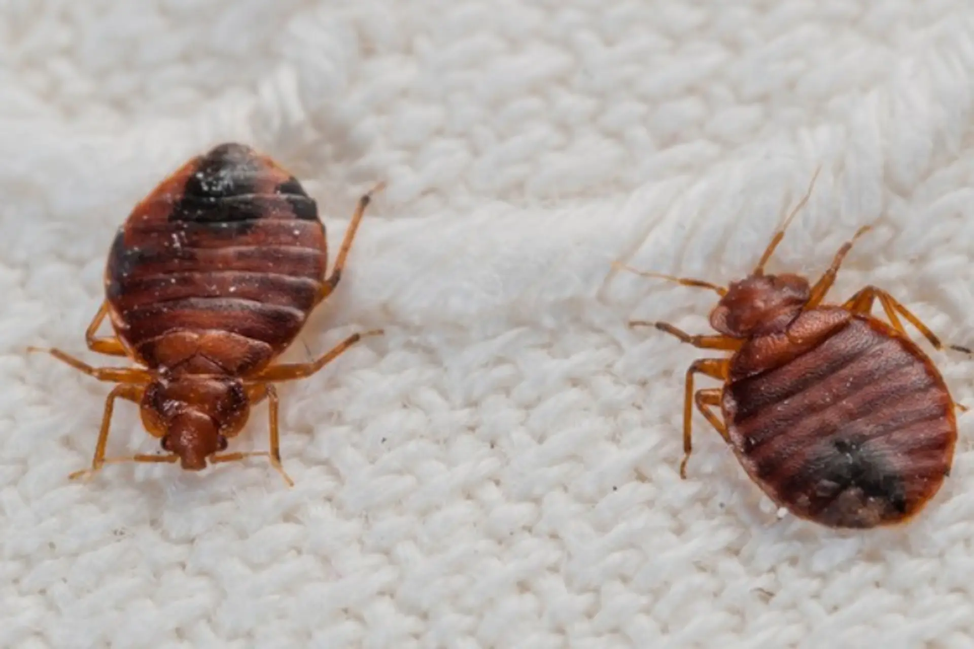 Rệp giường là gì? Nguyên nhân xuất hiện và cách tiêu diệt hiệu quả để giữ phòng ngủ luôn sạch sẽ, an toàn