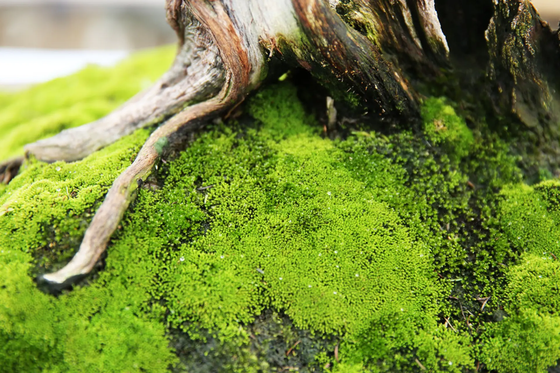 Khám phá rêu nhung: Thảm xanh mềm mại trong bonsai và kiến trúc xanh hiện đại