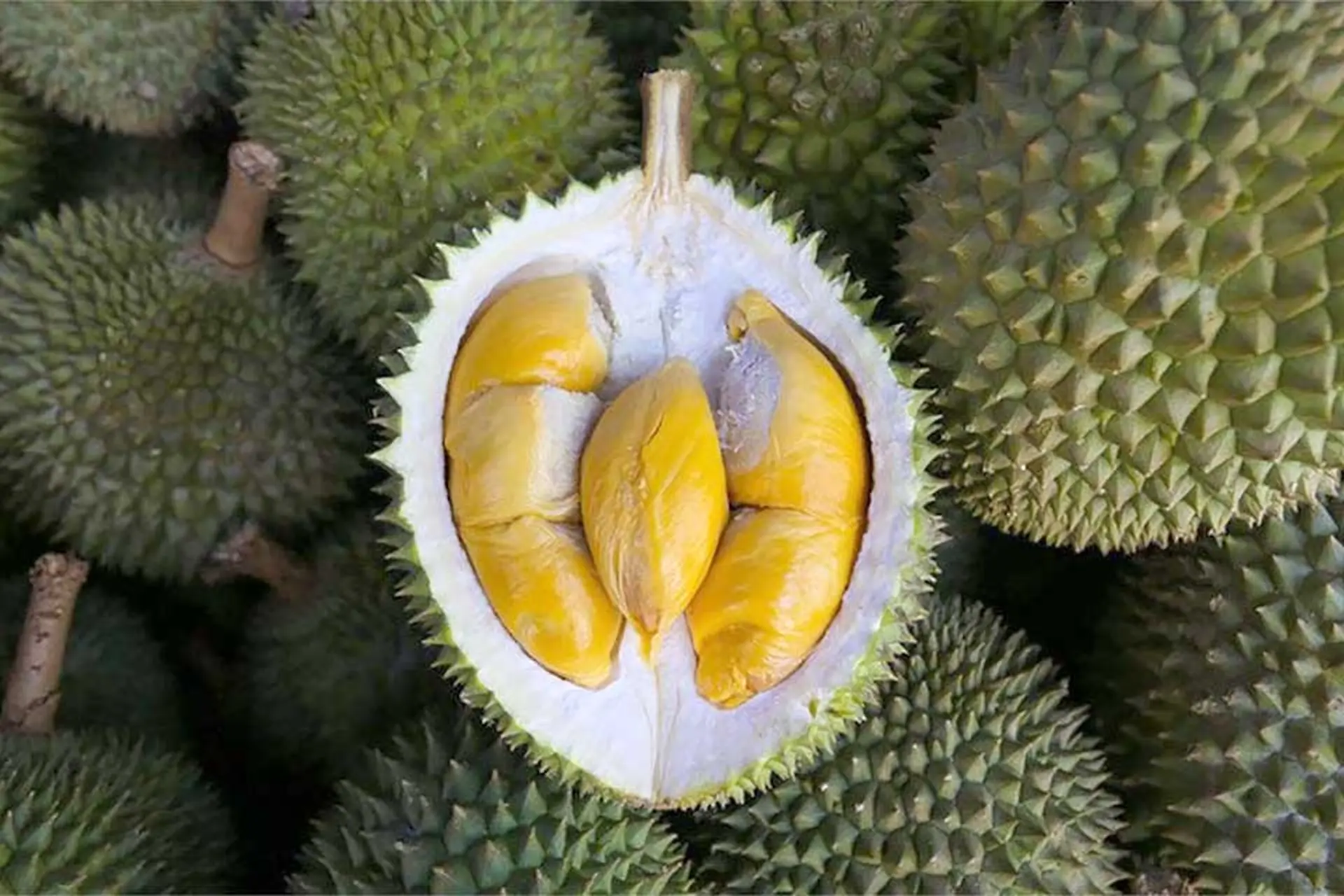 Khám phá sầu Musaking: Vua của các loại sầu riêng với hương vị đậm đà khó quên