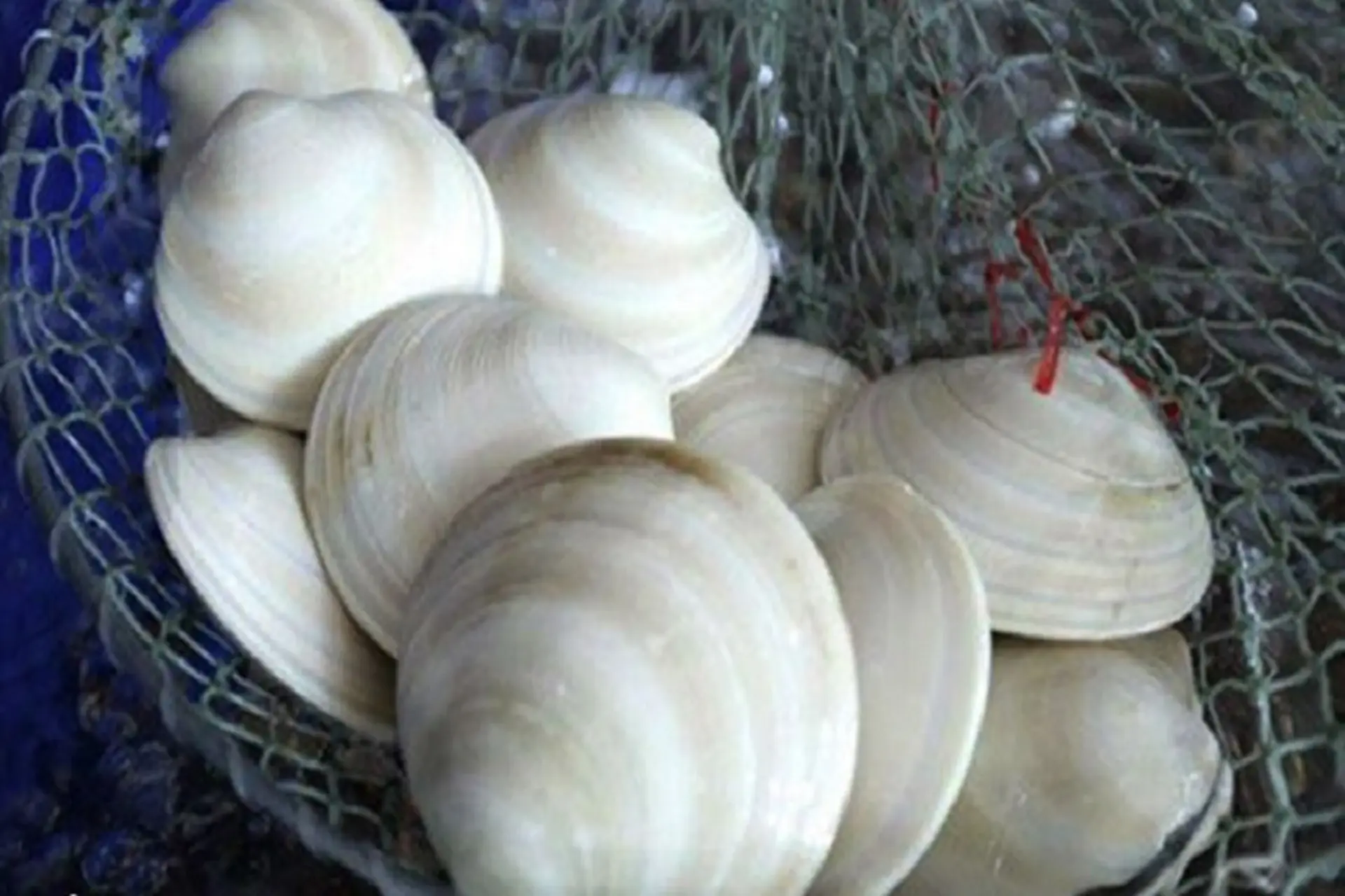 Sò chén​ là con gì? Bao nhiêu tiền 1kg? Gợi ý các món ăn ngon chế biến từ sò chén