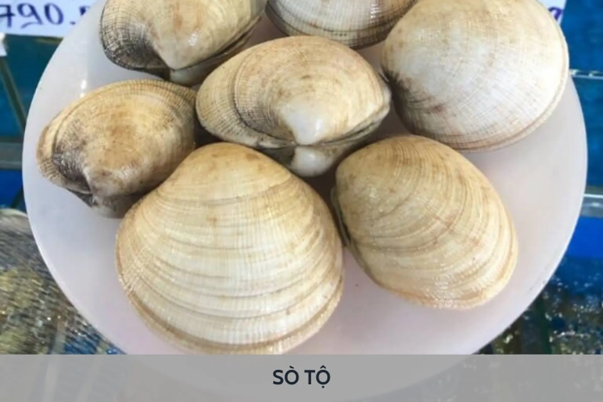 Sò tộ là sò gì? Đặc điểm nhận dạng và tìm hiểu giá trị dinh dưỡng có trong loại sò này
