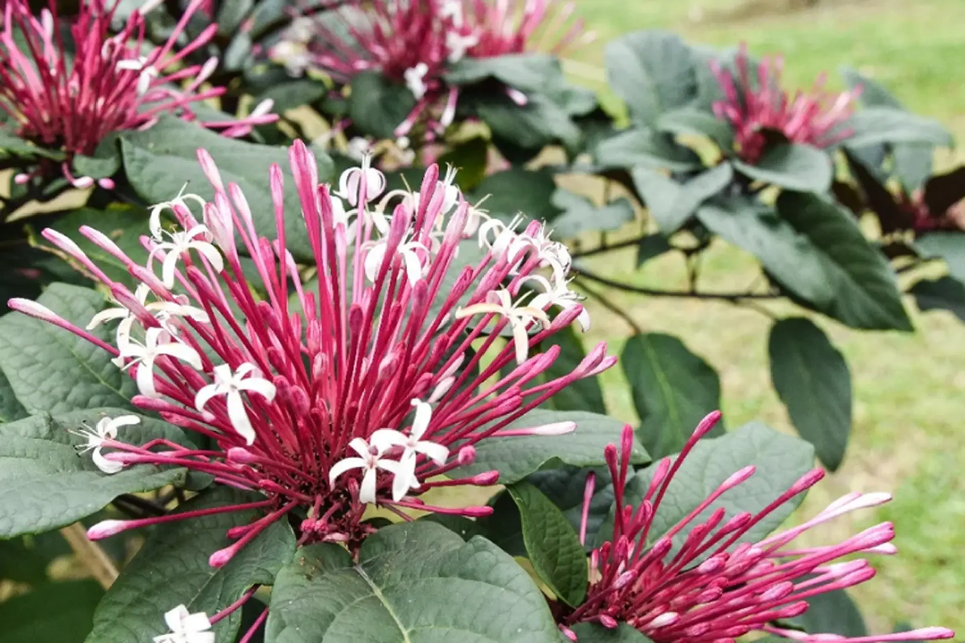 Starburst bush là hoa gì? Tìm hiểu nguồn gốc, đặc điểm và ý nghĩa của cây pháo bông