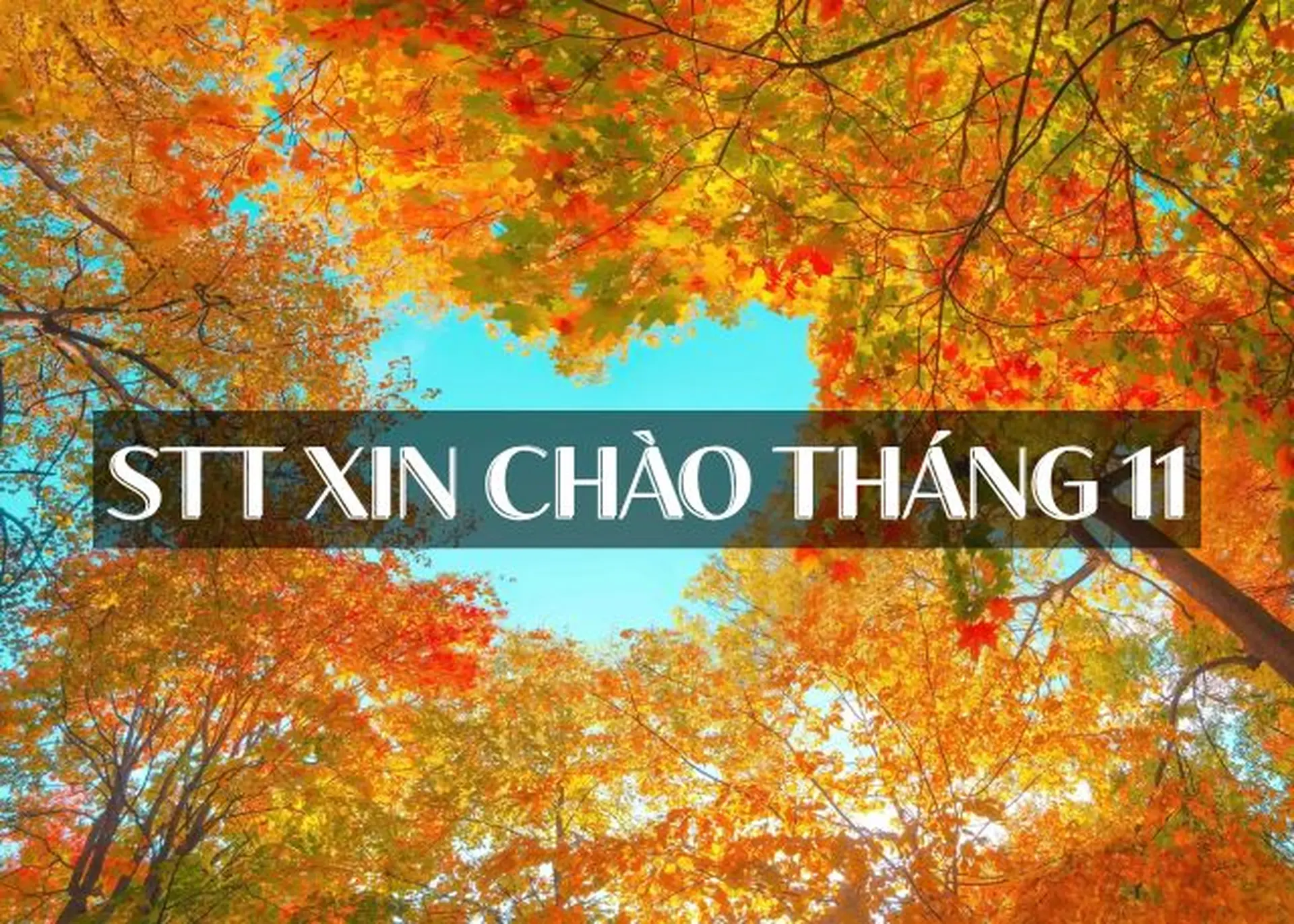 Tổng hợp STT chào tháng 11 hay, ý nghĩa nhất nhận tương tác "khủng" trên mạng xã hội