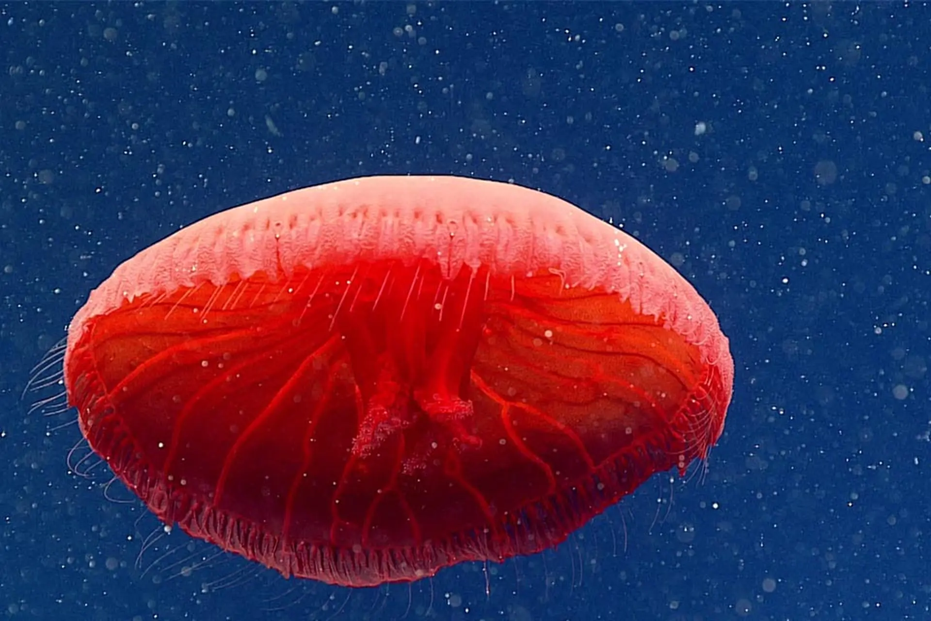 Sứa đỏ có ăn được không? Khám phá cách chế biến sứa đỏ và tác dụng đối với cơ thể