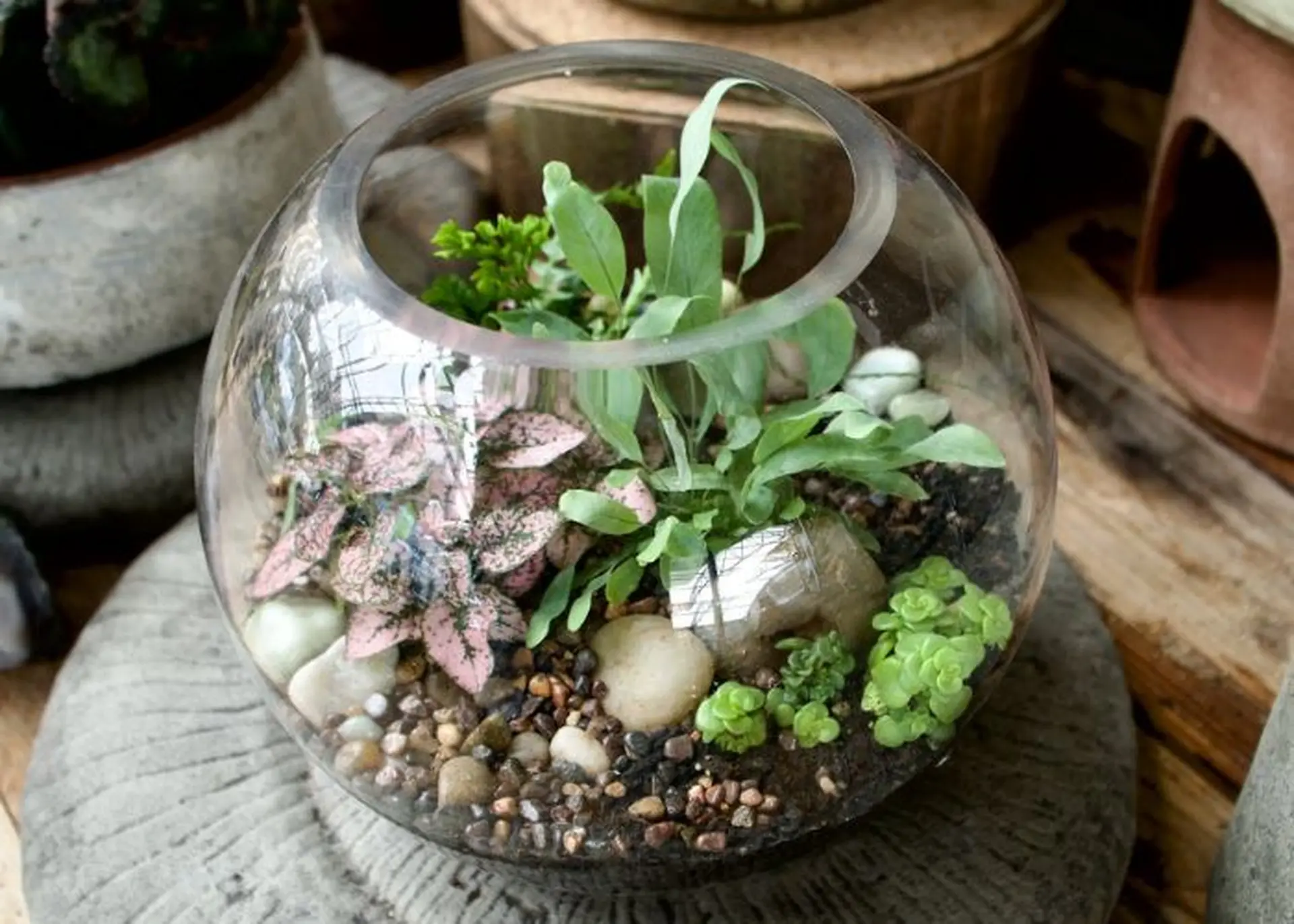Terrarium là gì? Gợi ý những loại Terrarium đẹp, độc đáo cho người mới chơi