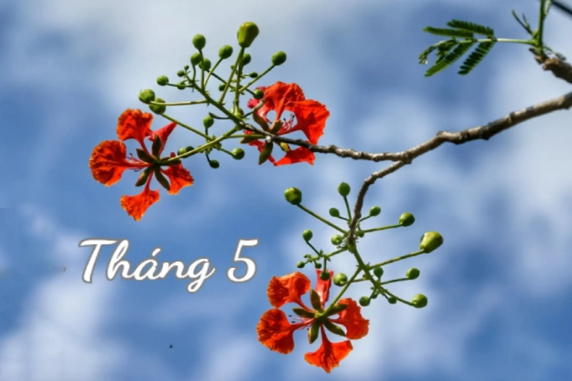 Khám phá tháng 5 có lễ gì? Tổng hợp các ngày lễ và kỷ niệm quan trọng trong tháng 5