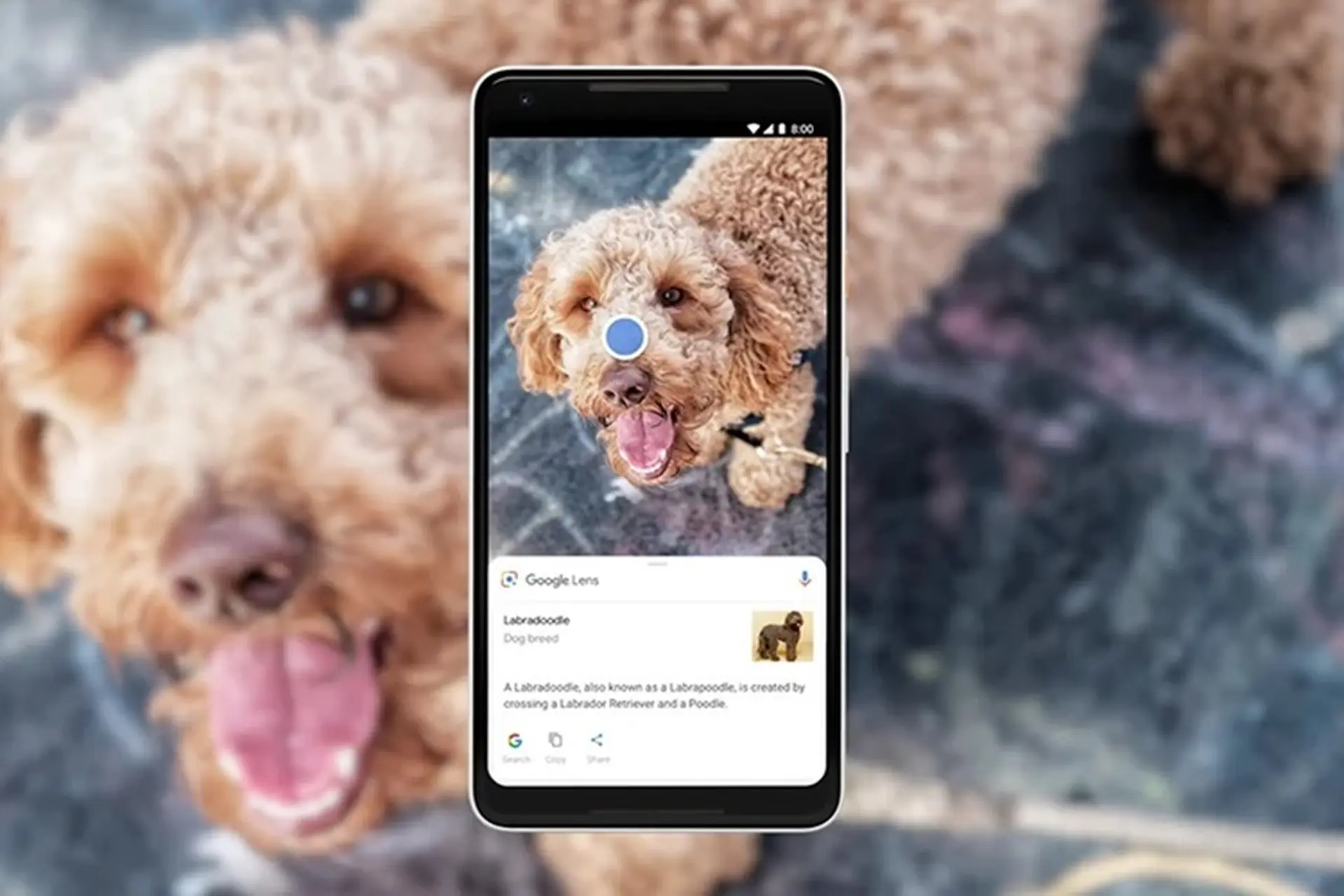 Thử ngay cách tìm nguồn gốc của ảnh bằng công cụ Google Lens chỉ với vài bước đơn giản