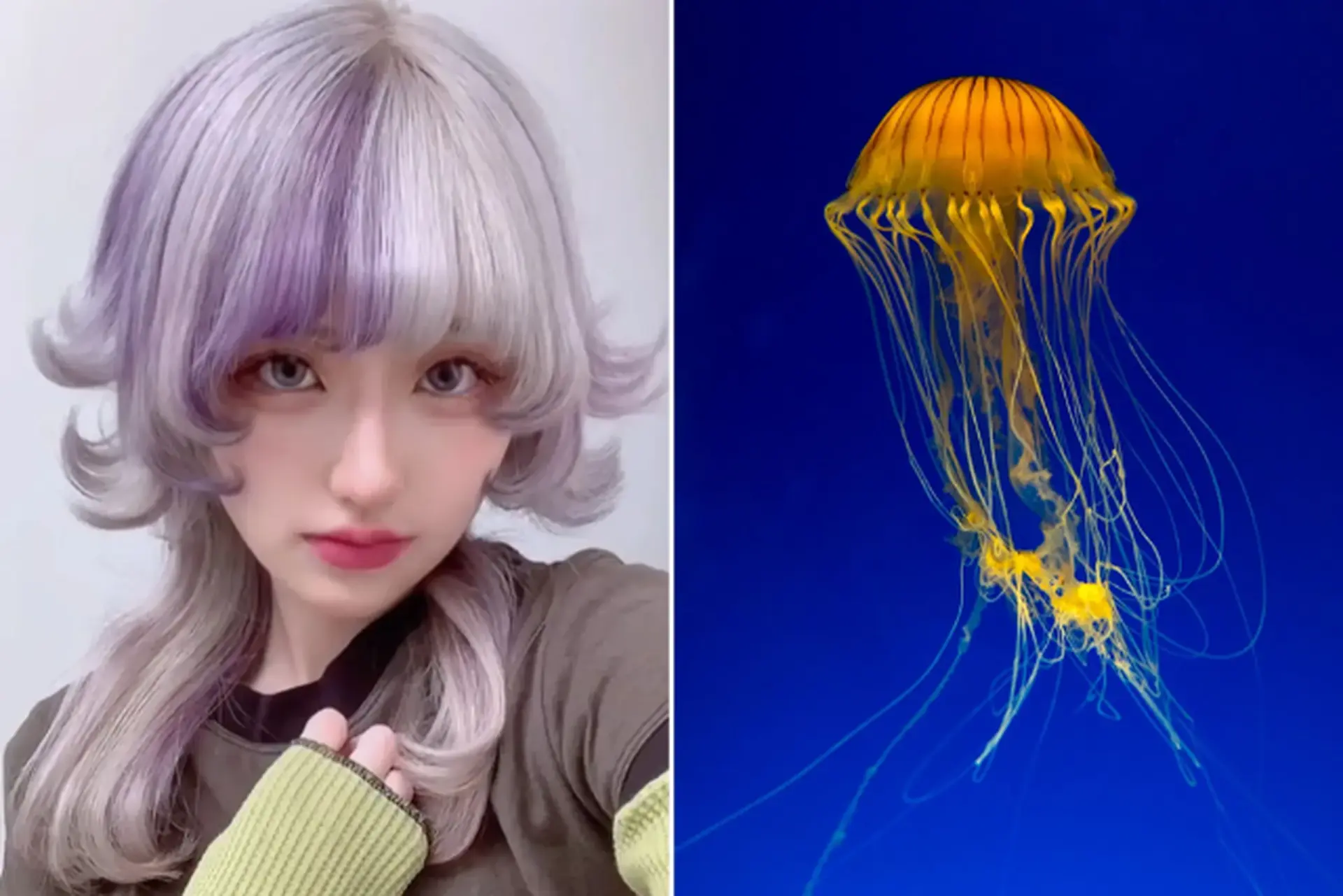 Tóc Jellyfish là gì? Khám phá xu hướng tóc hot nhất hiện nay mà bạn không nên bỏ qua