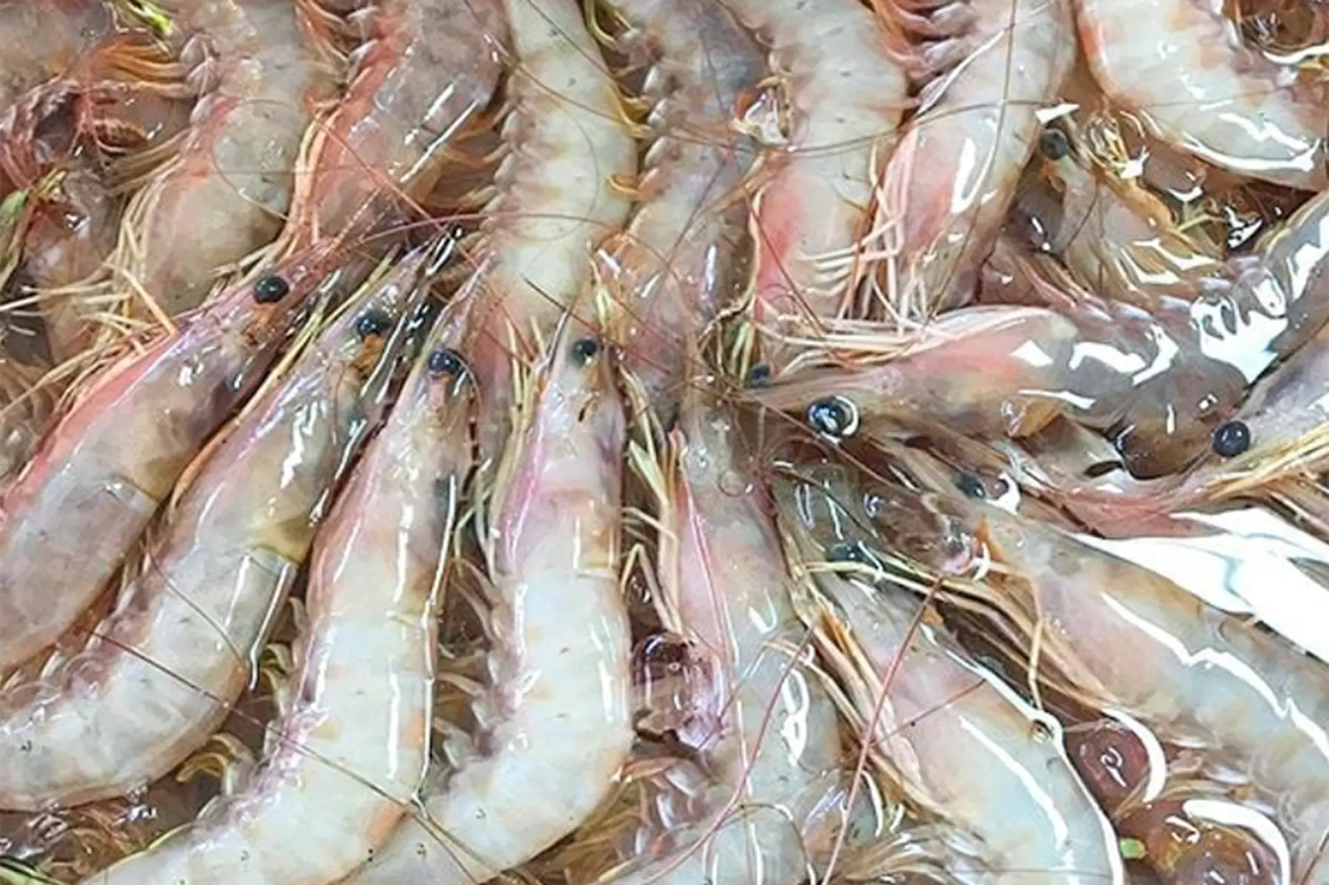 Tôm bạc: Đặc điểm, giá trị dinh dưỡng, cách lựa chọn, chế biến và những lưu ý khi sử dụng