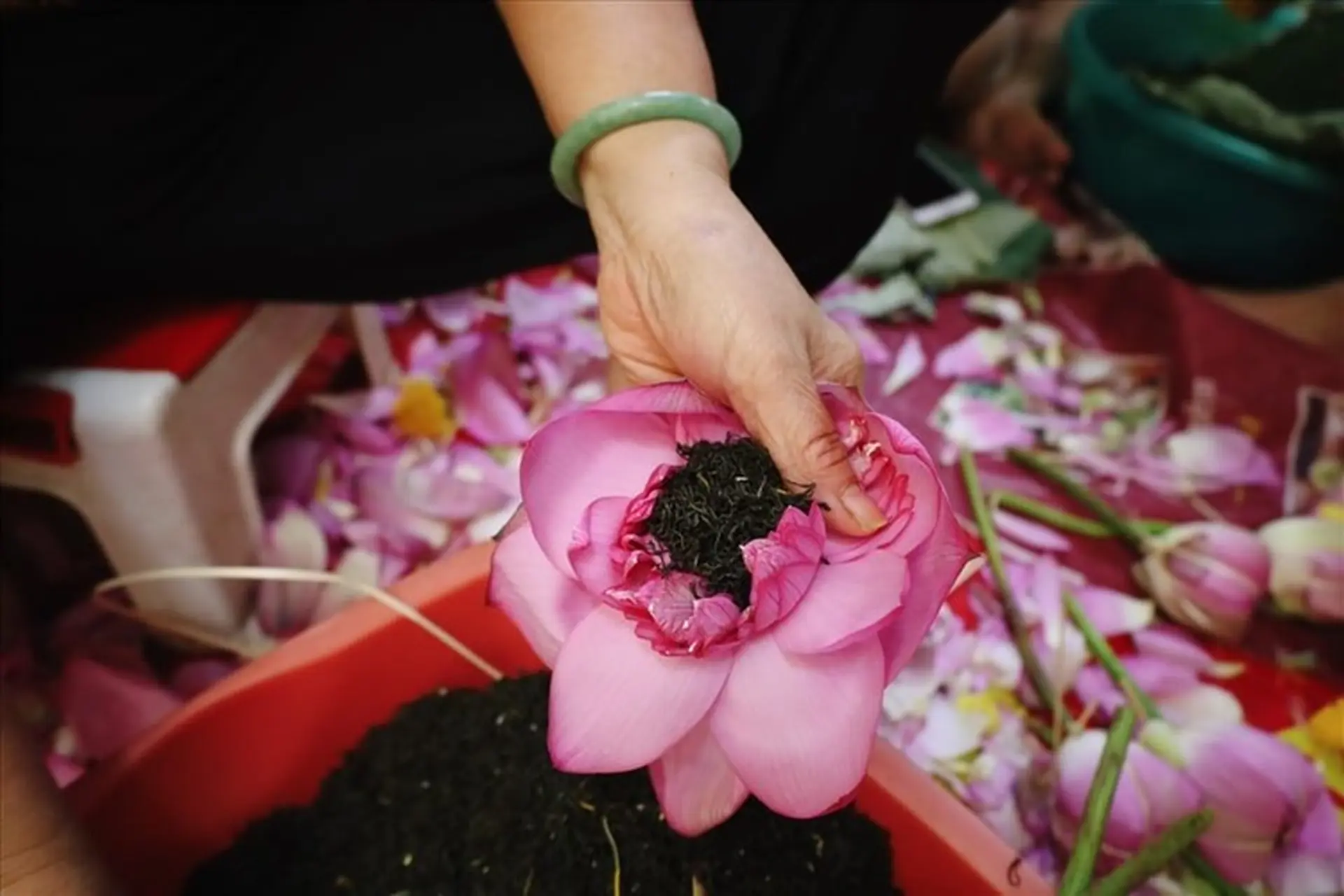 Trà sen xổi – Sự kết hợp hoàn hảo giữa hương sen tinh khiết và nghệ thuật ướp trà truyền thống