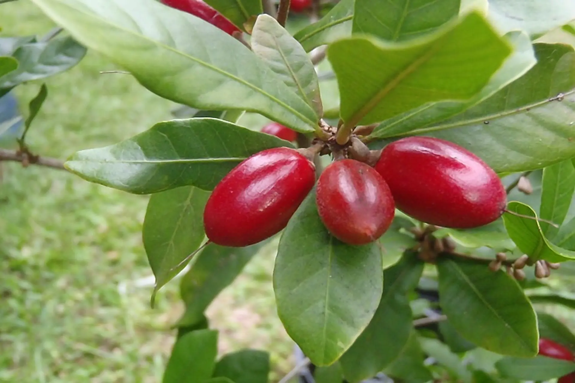 Trái thần kỳ là trái gì? Công dụng của trái này ra sao, mua ở đâu và giá thành?