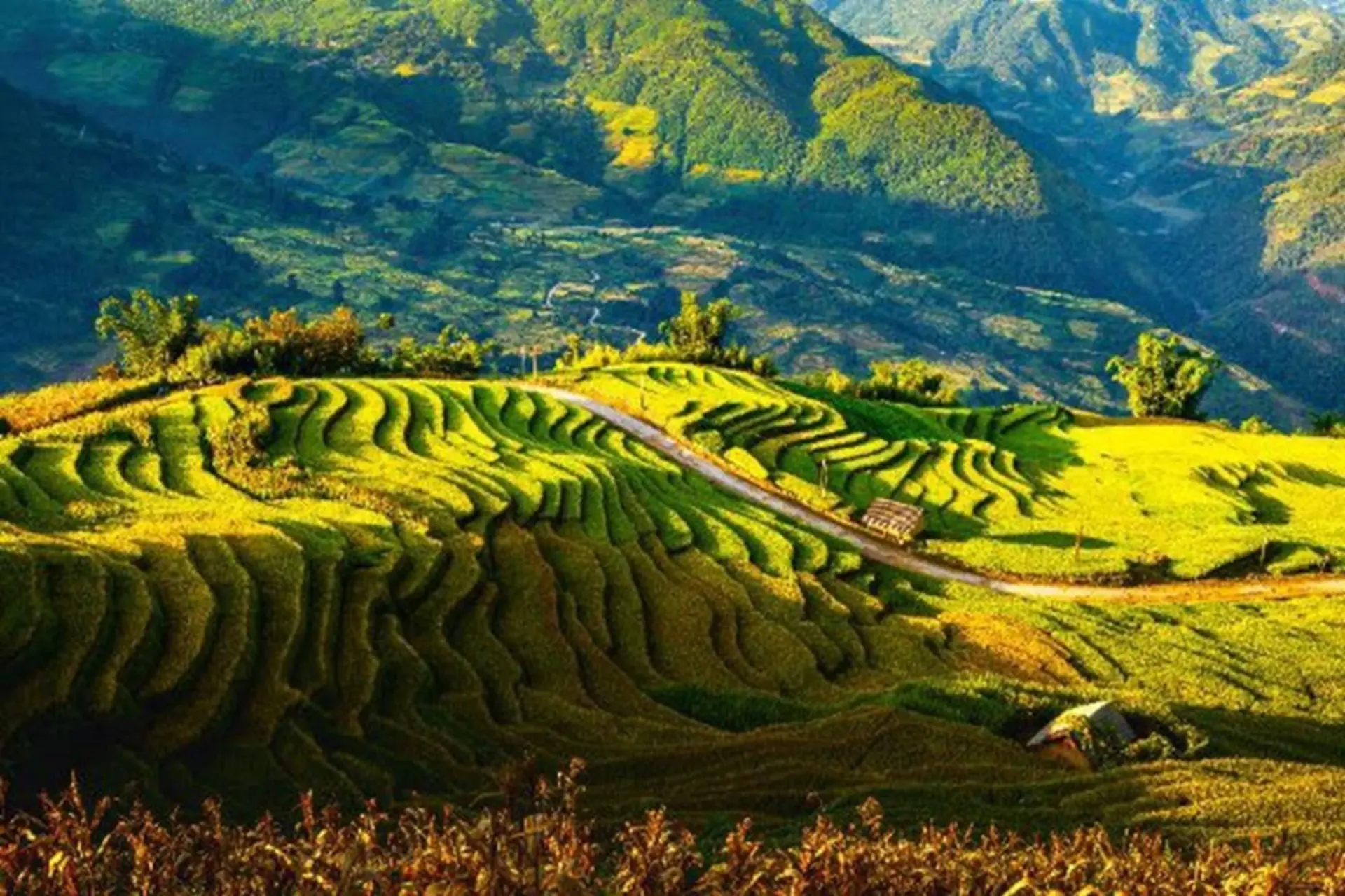 Trung du là gì? Giải thích khái niệm và đặc điểm địa lý văn hóa kinh tế của vùng trung du