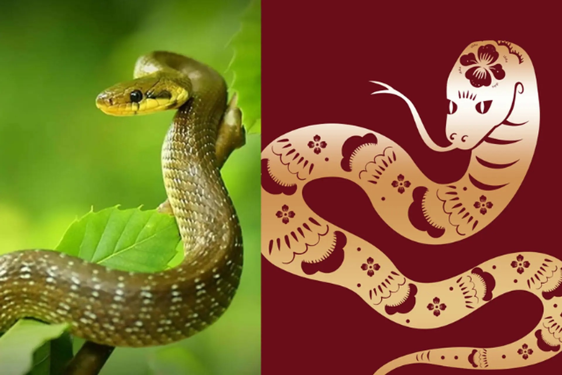 Tử vi tuổi Tỵ 2025: Tổng quan vận hạn, tài lộc và tình duyên có gì bất ngờ trong năm nay?
