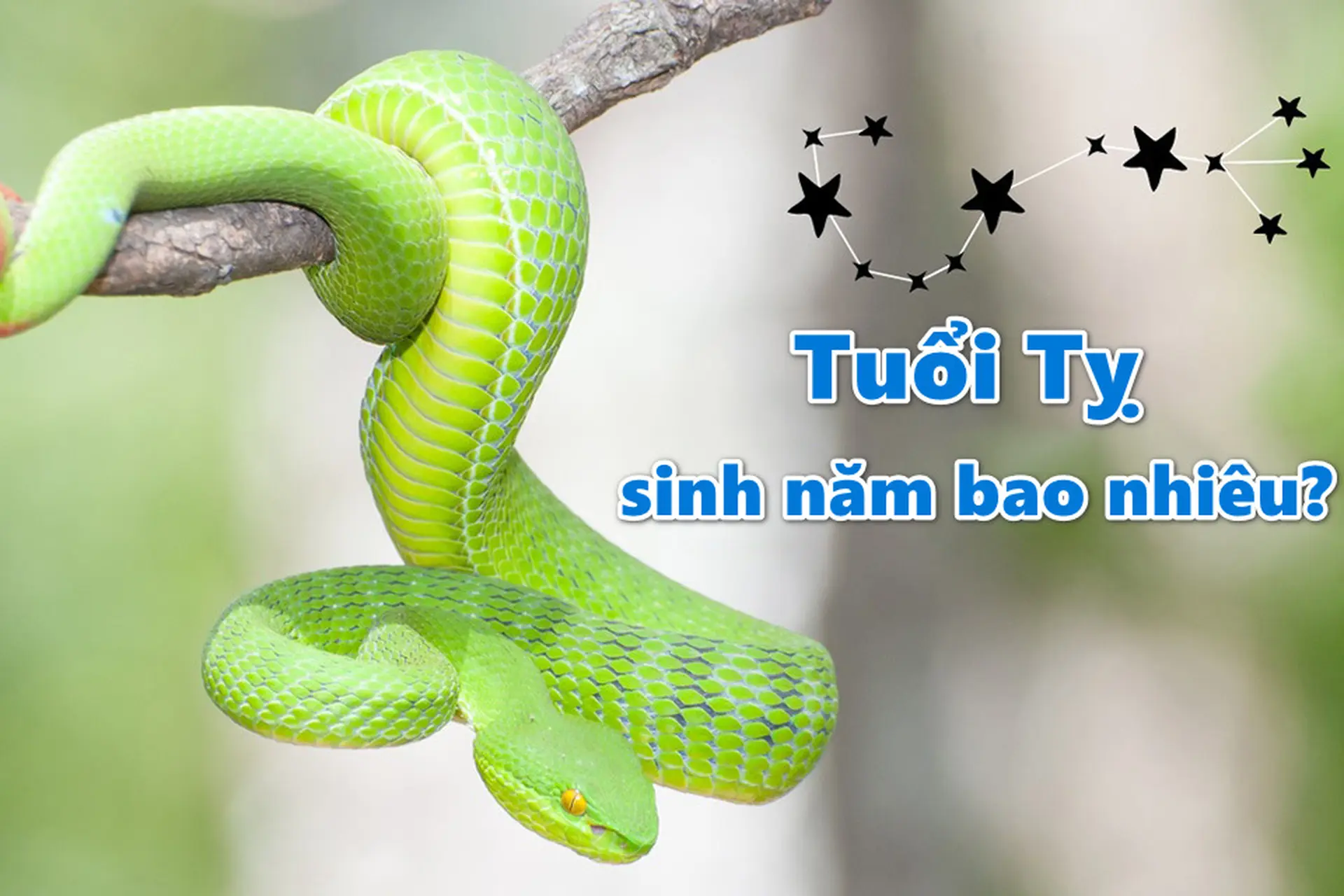 Tuổi Tỵ sinh năm bao nhiêu? Tìm hiểu phong thủy và vận hạn của người tuổi Tỵ