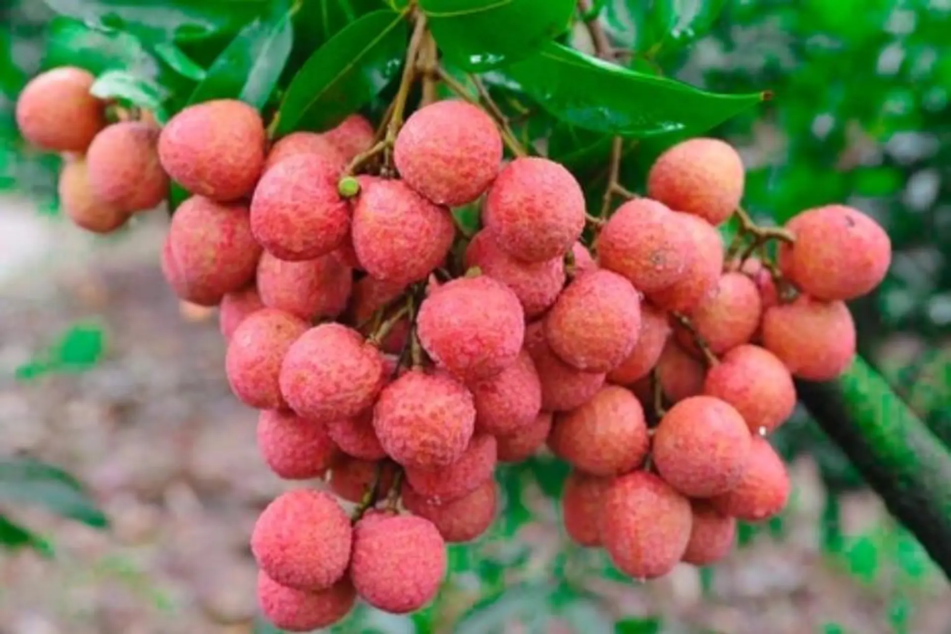 Tác dụng của vải thiều đối với sức khỏe và các cách chế biến hiệu quả ngay tại nhà