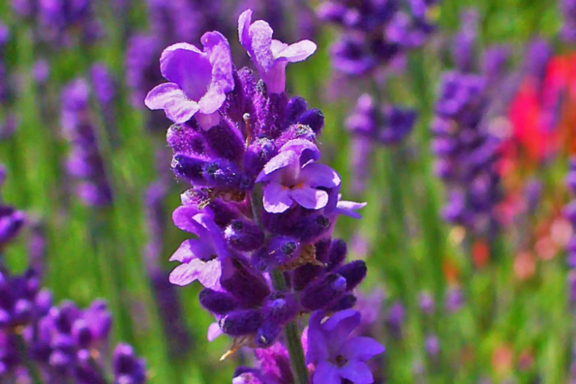Ý nghĩa hoa Lavender: Điểm đặc biệt ẩn sau màu sắc tím quyến rũ