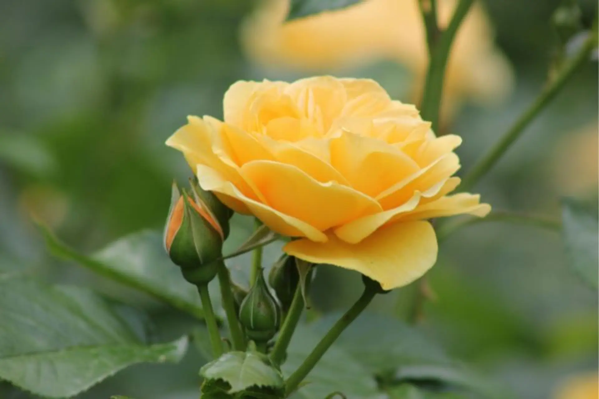 Ý nghĩa hoa hồng vàng: Tình yêu, tình bạn và niềm tin tương lai