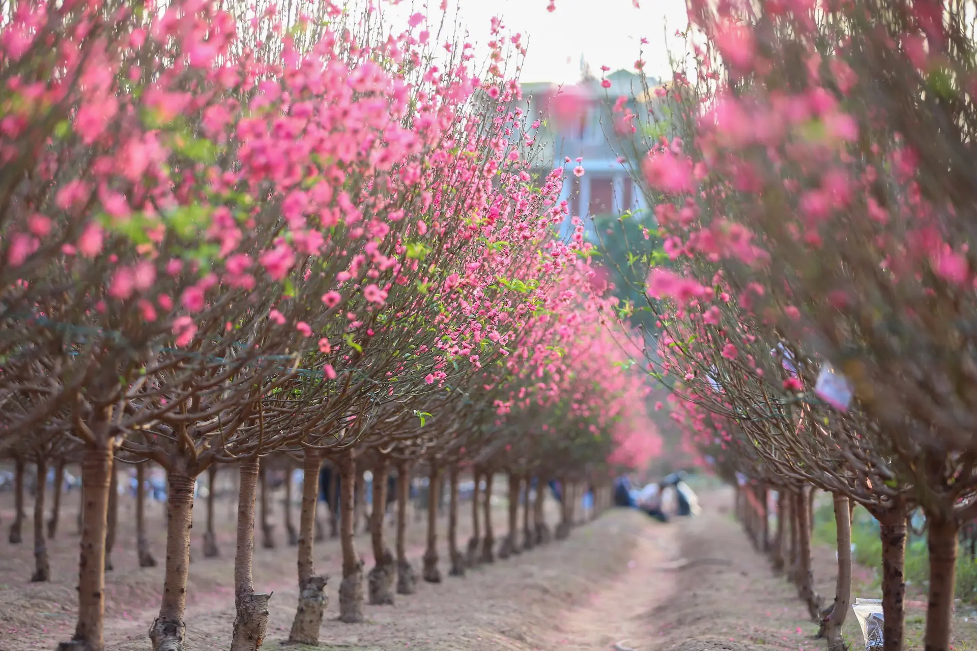 Ý nghĩa tháng củ mật là gì? Vì sao người xưa luôn nhắc nhở phải cẩn trọng trong tháng này?