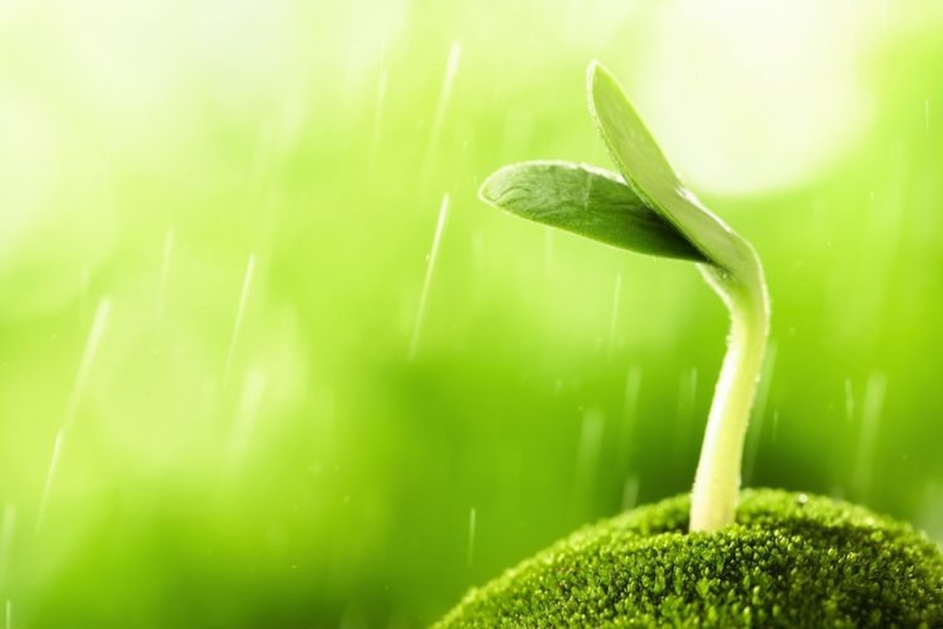 Mời bạn tải về bộ hình nền mầm non đẹp lung linh, tràn đầy hơi thở sự sống