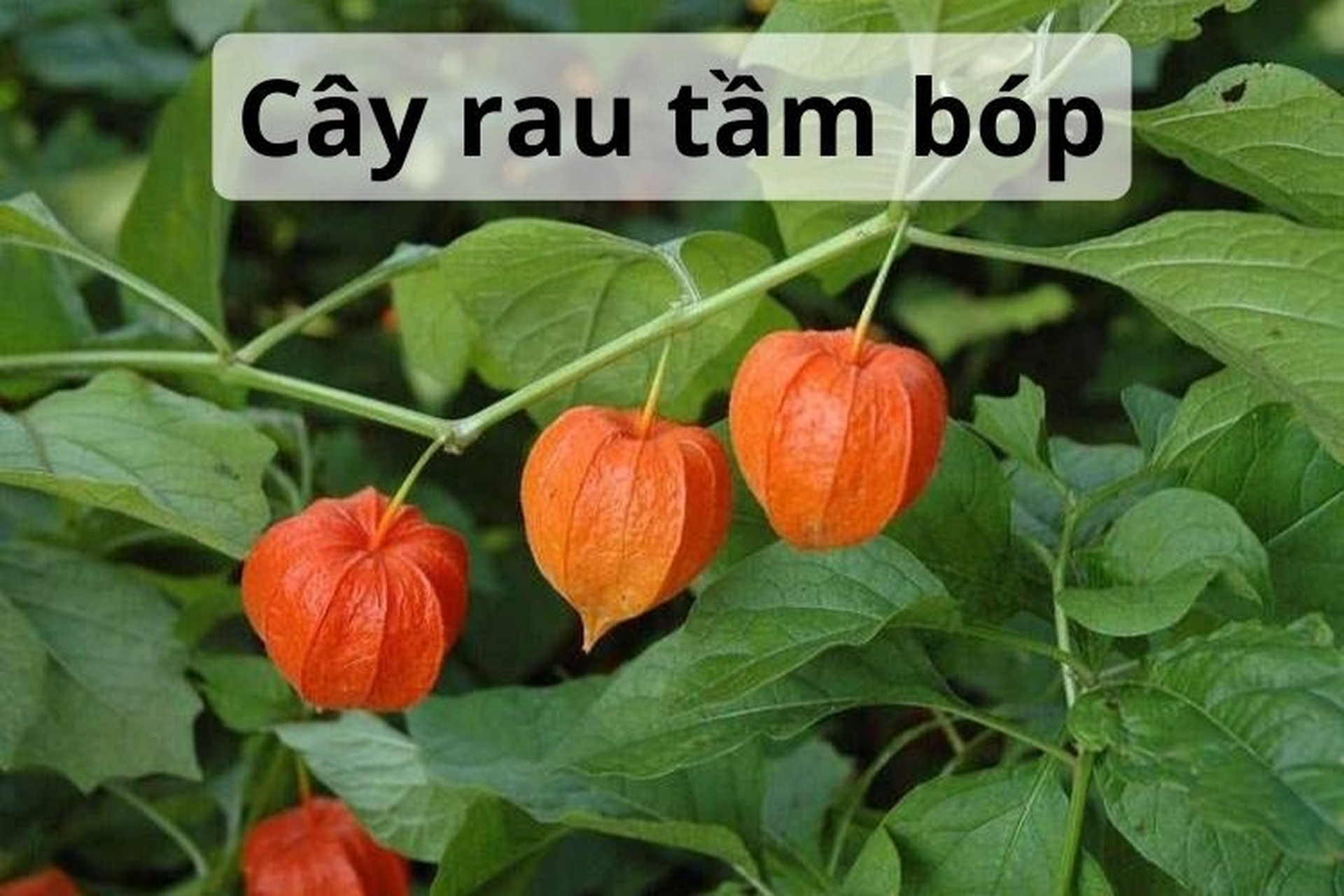 Tác dụng của cây tầm bóp là gì?