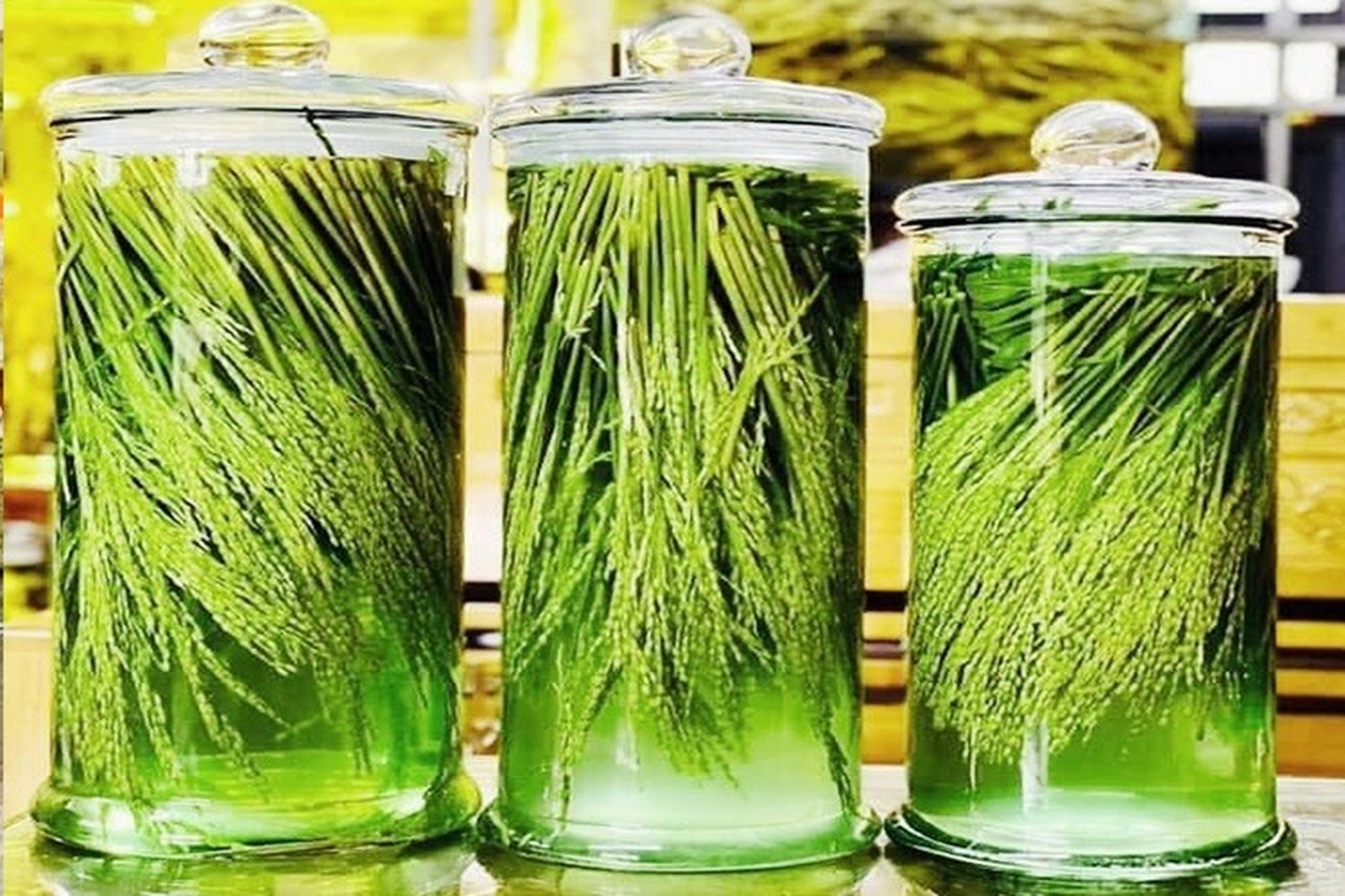 Cách ngâm rượu đòng đòng thơm ngon đúng chuẩn để đạt được hương vị tuyệt hảo nhất