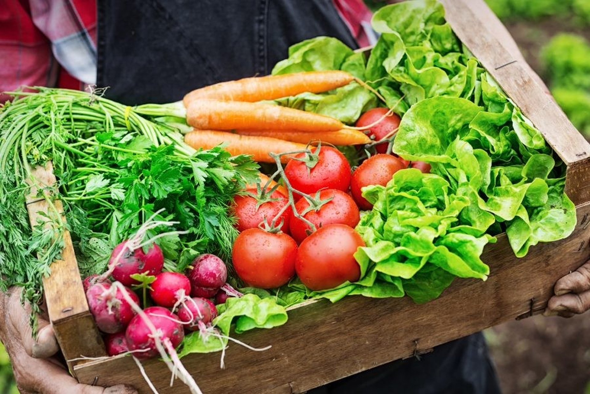 Organic food là gì? 6+ lợi ích bất ngờ cho sức khỏe và cách nhận biết dễ dàng
