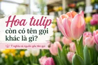 Hoa tulip còn có tên gọi khác là gì? Ý nghĩa và nguồn gốc tên gọi