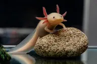 Axolotl là gì? Vì sao loài vật đáng yêu “độc lạ” này đang ngày càng nổi tiếng trên Internet?