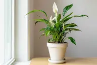 Cây Lan Ý: Ý nghĩa phong thủy, tác dụng sức khỏe và bí quyết chăm sóc từ A - Z